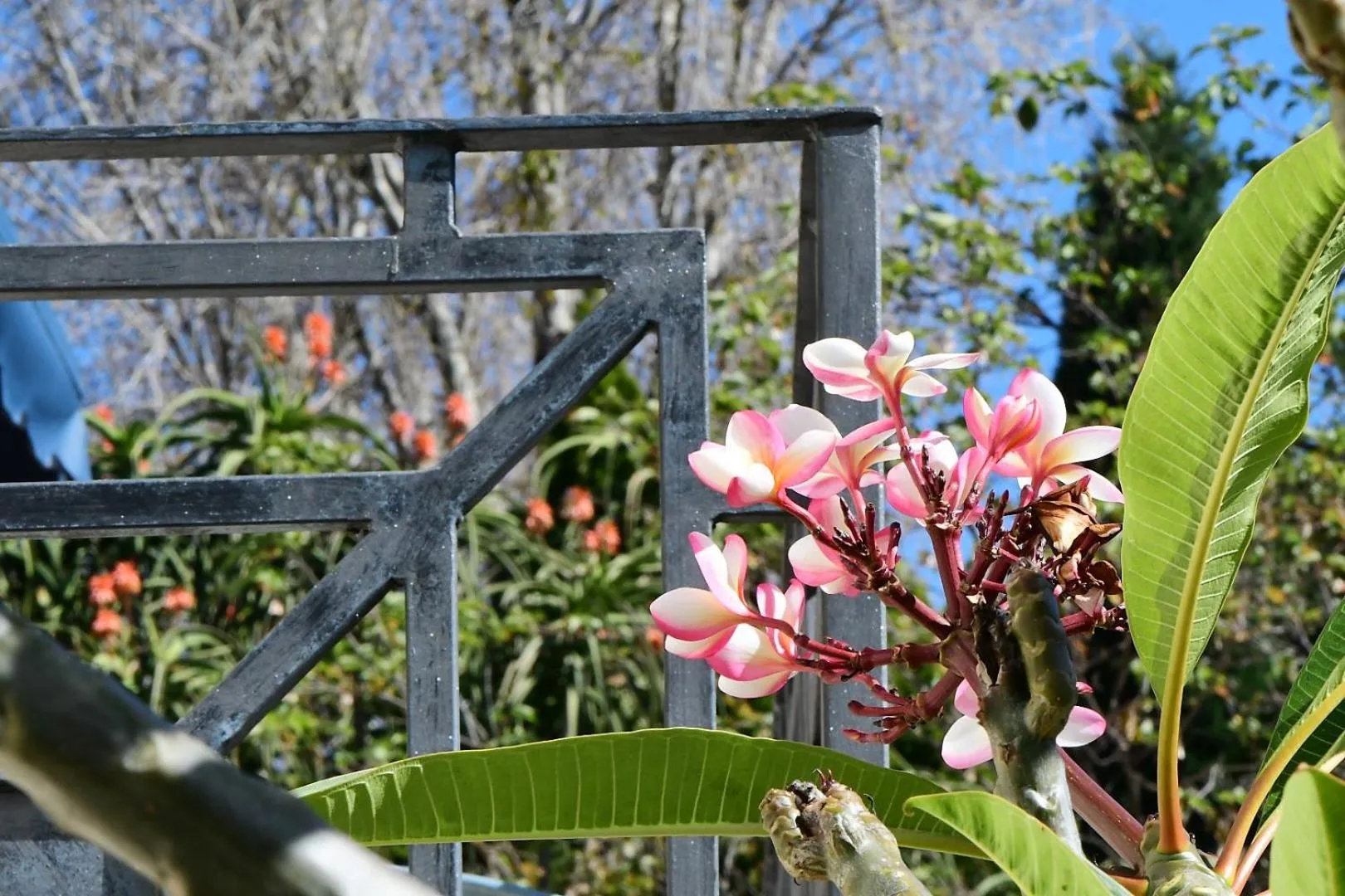 Garden in Highgrove Guesthouse Morningside Sandton