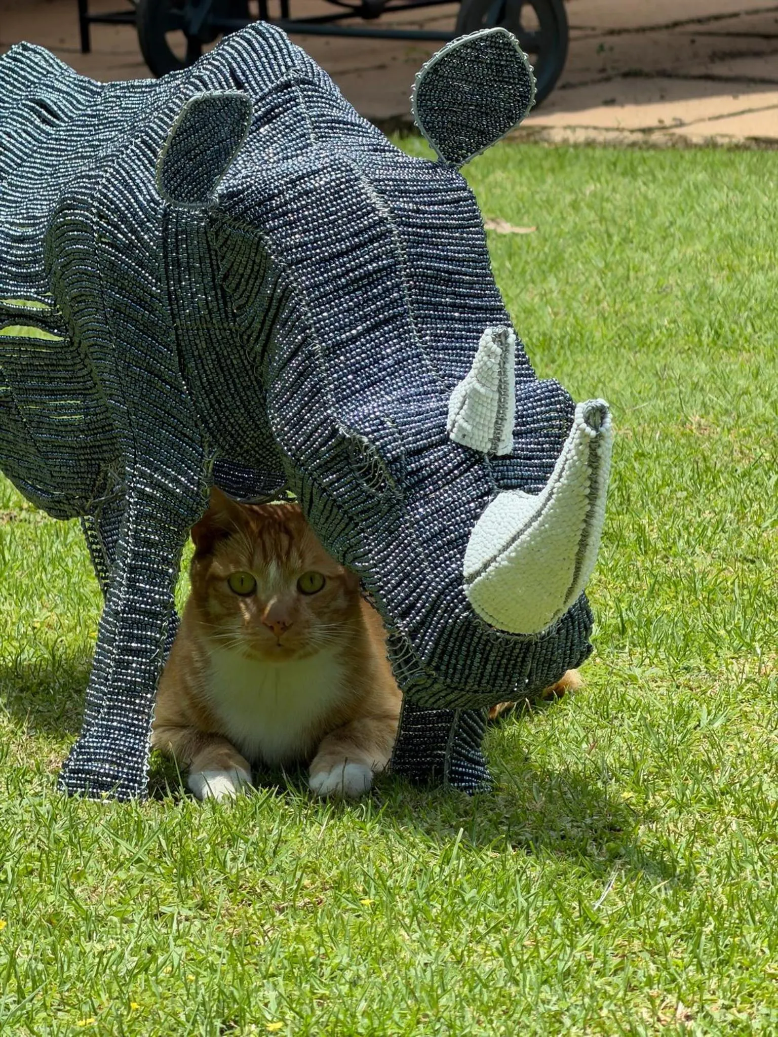 Pets in Highgrove Guesthouse Morningside Sandton