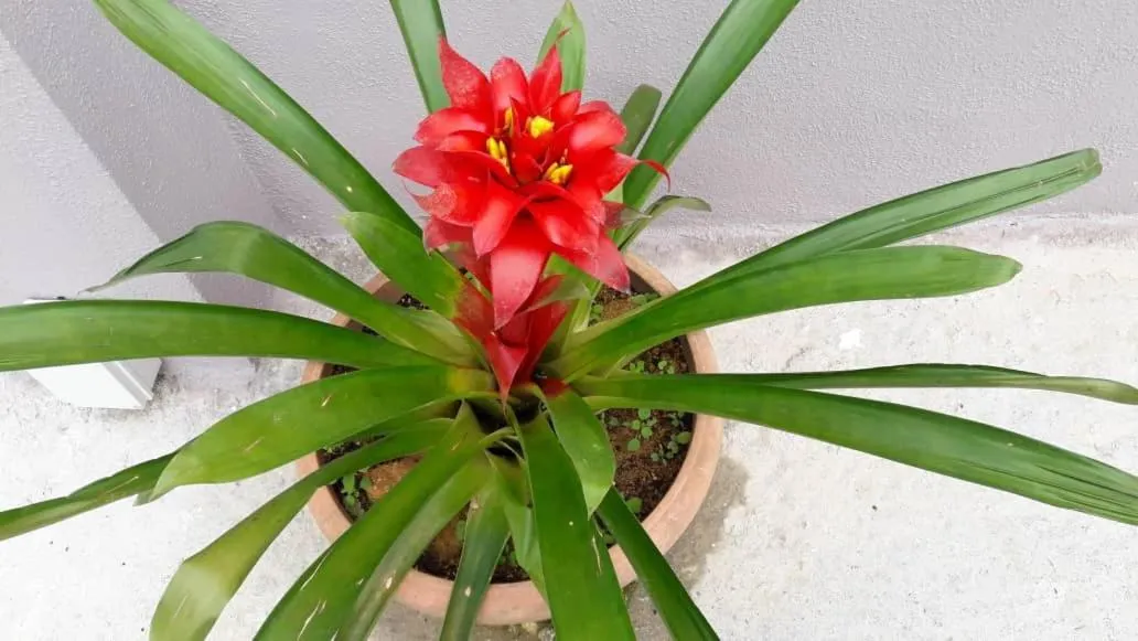TULIP HOTEL & APARTMENT