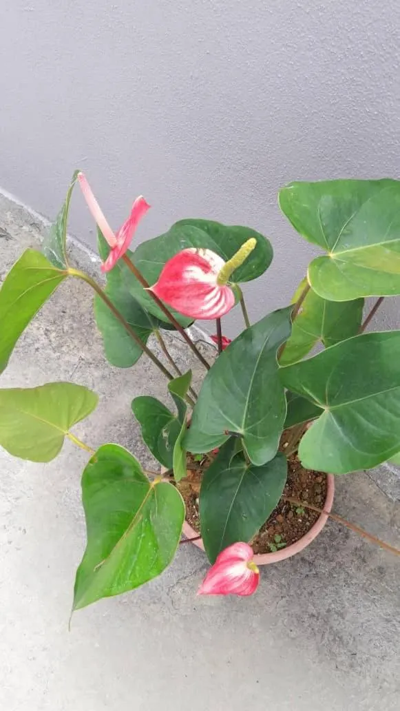 TULIP HOTEL & APARTMENT