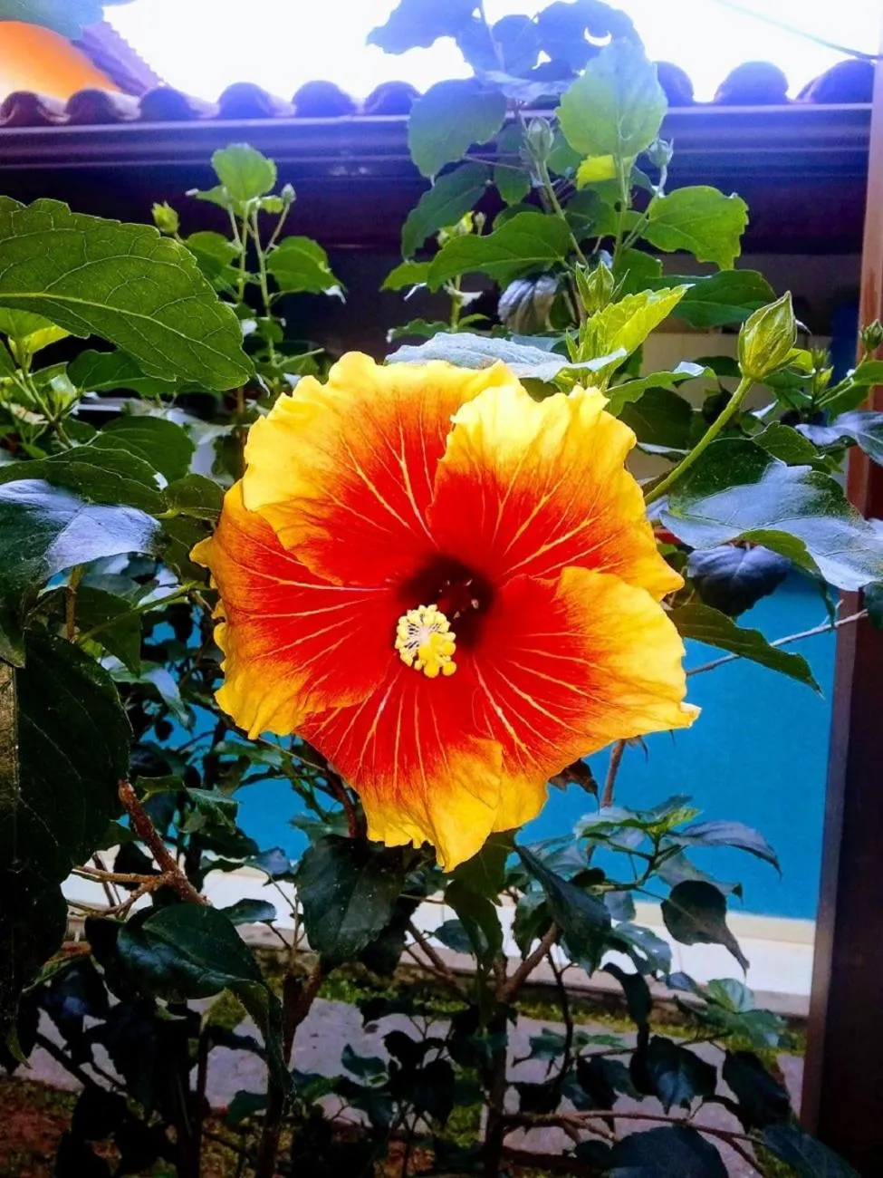 Garden in Pousada Bugio