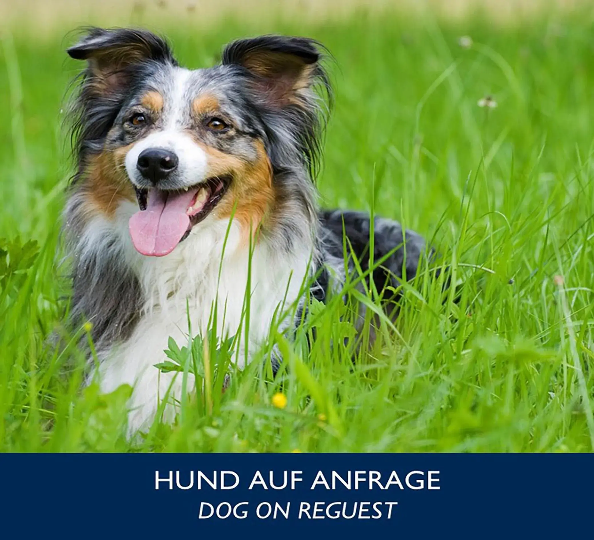 Pets in City Hotel Dresden Radebeul Pets in City Hotel Dresden Radebeul