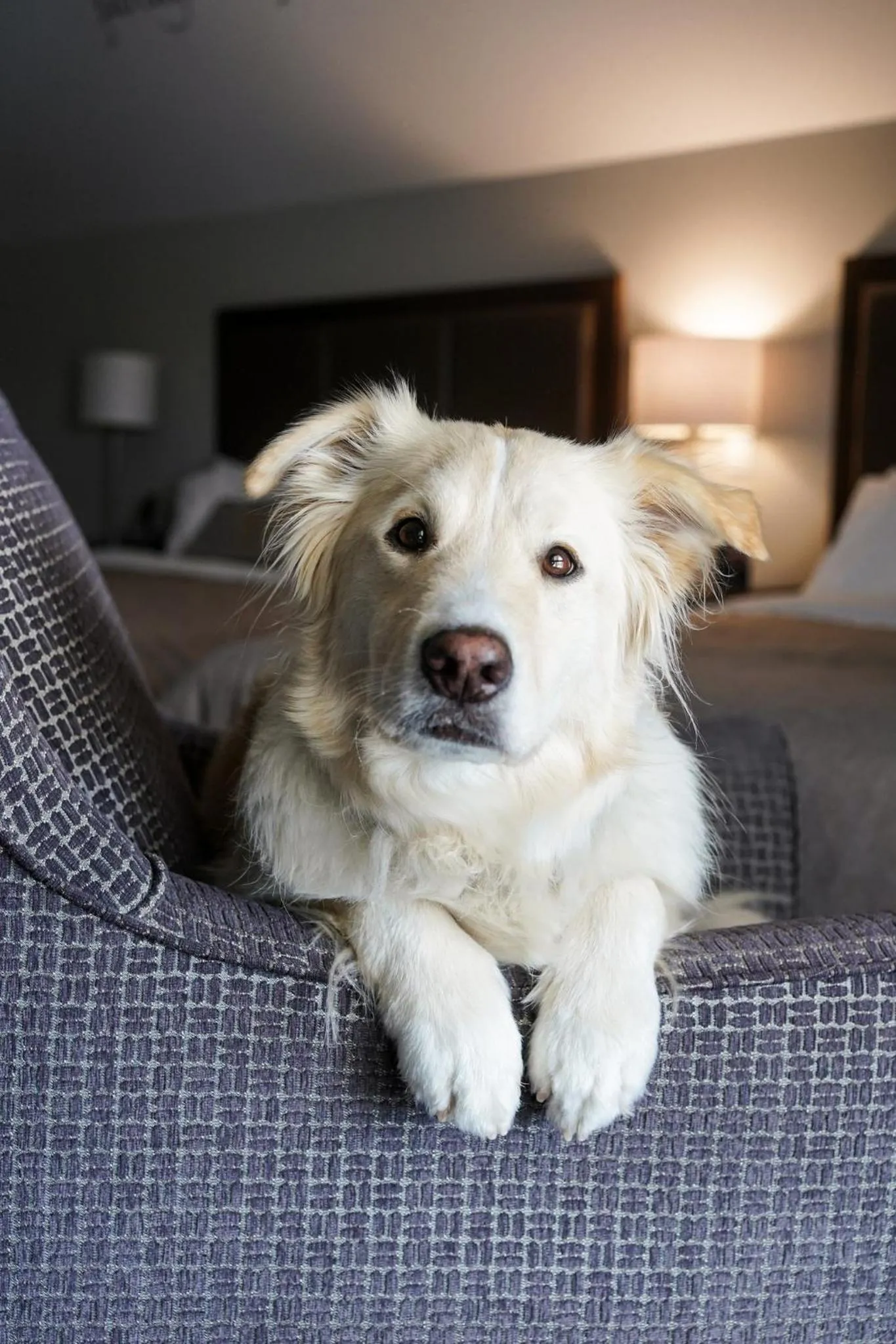 pet friendly in Hotel Montfort