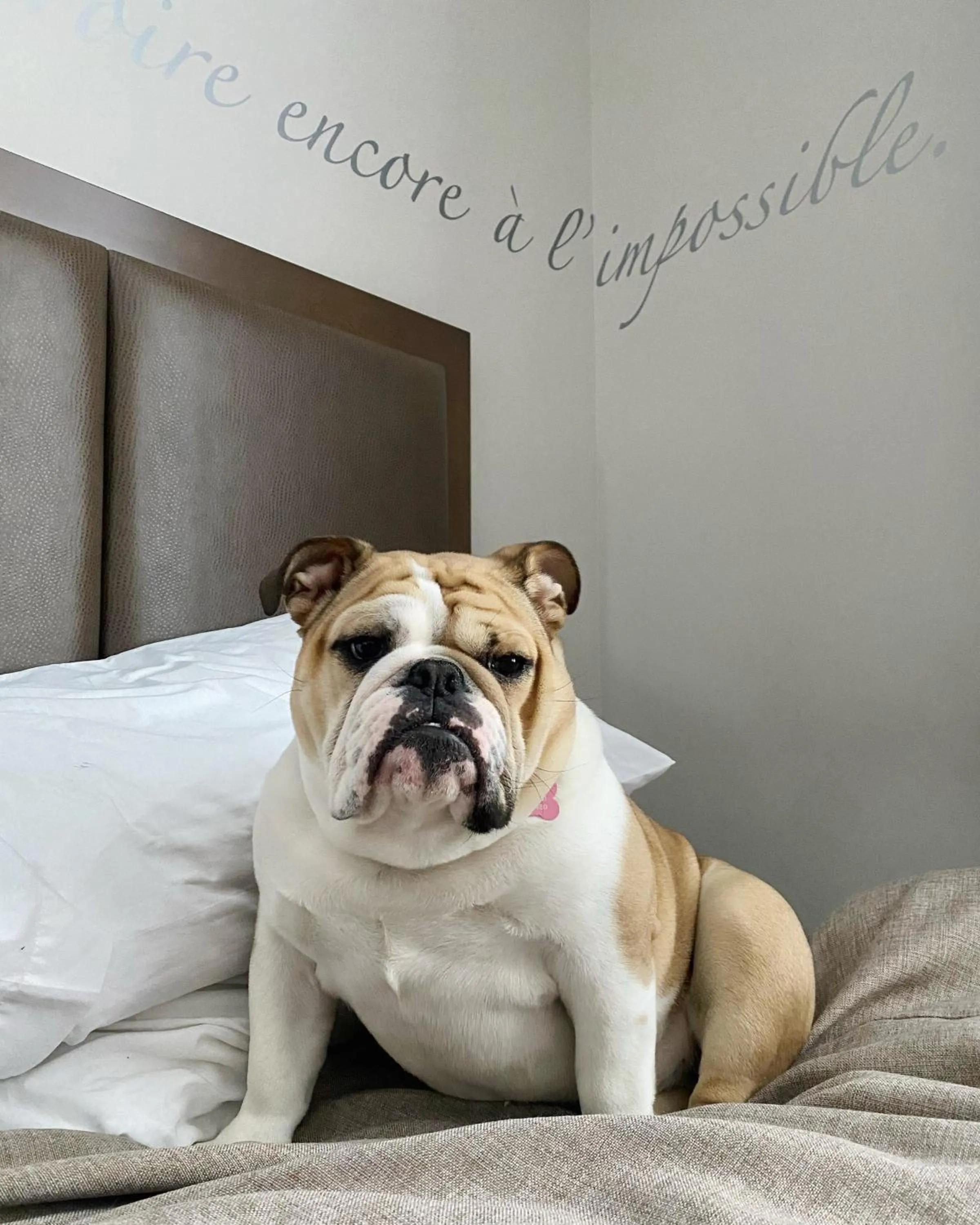 pet friendly, Bed in Hotel Montfort