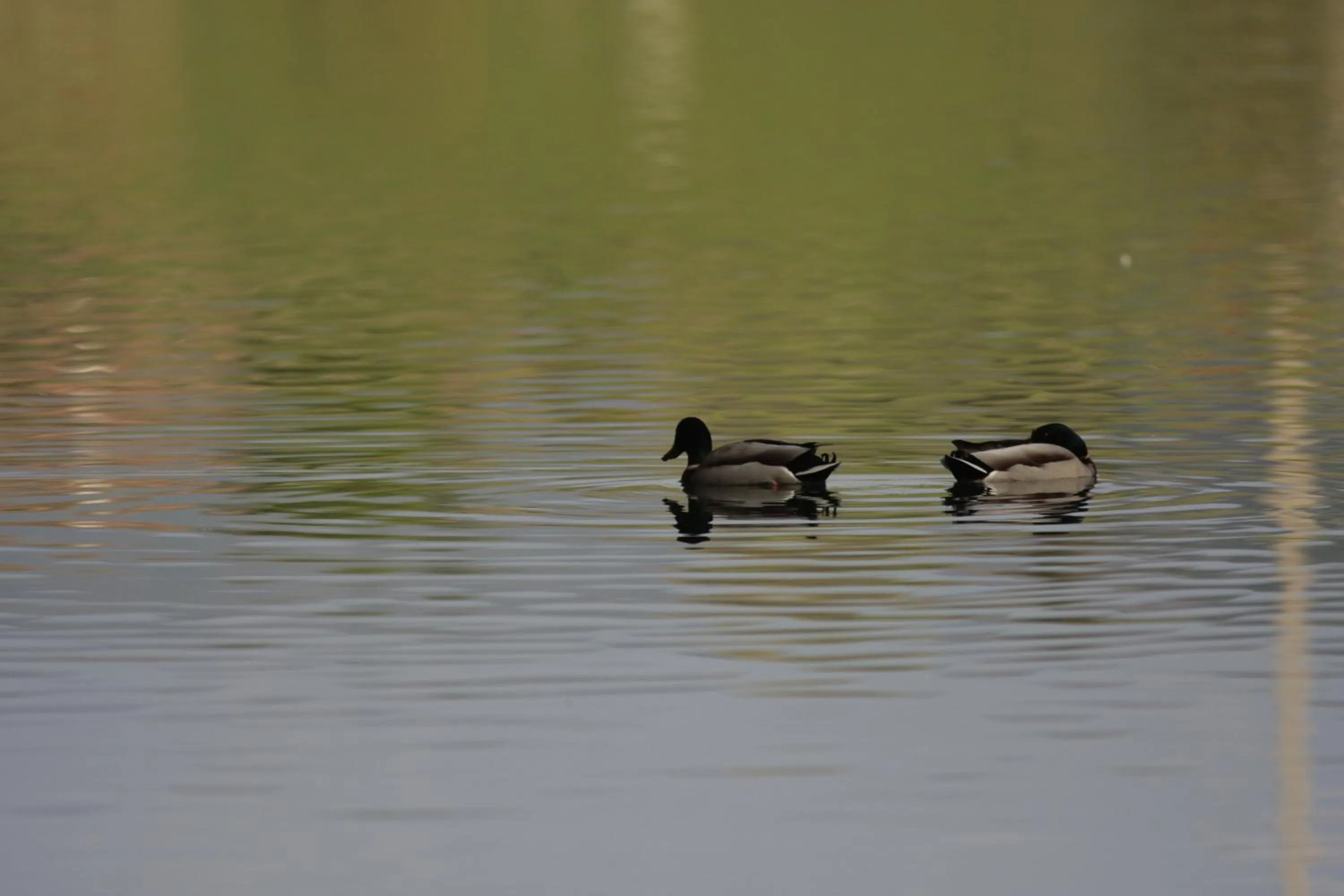 Natural landscape in Residence Hotel Miralago