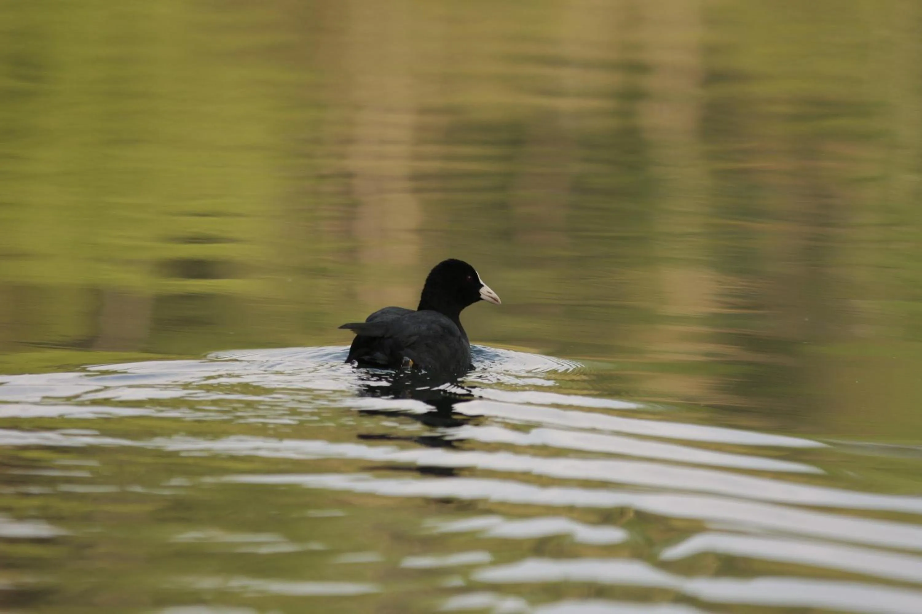 Natural landscape in Residence Hotel Miralago
