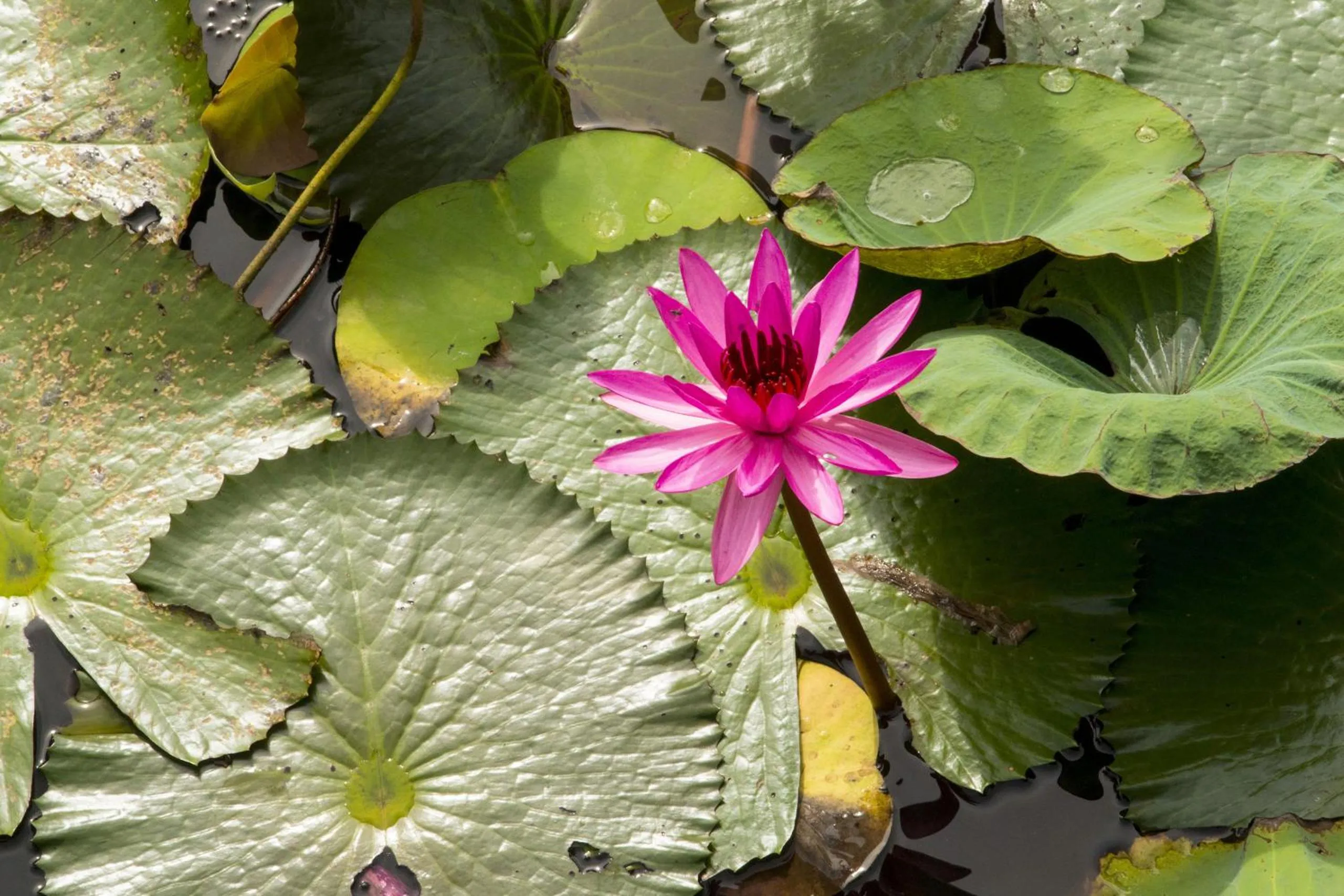 Garden in Maisons Wat Kor