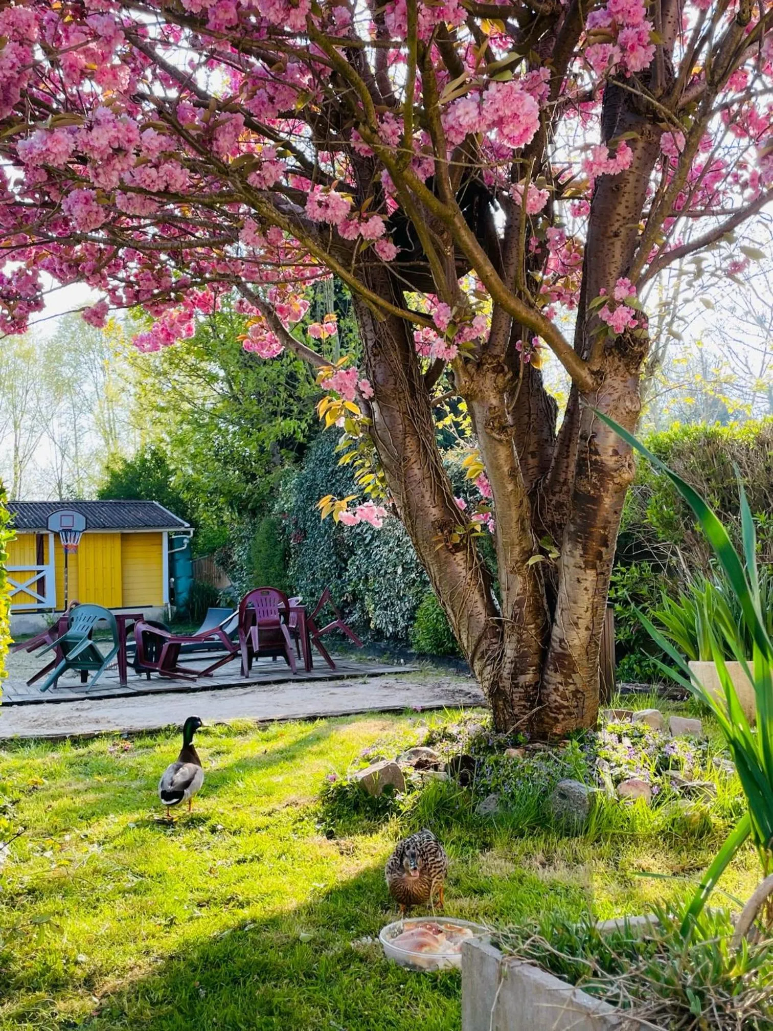 Garden in Le Clos Robinson