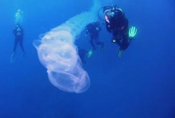 Diving in Restingolita