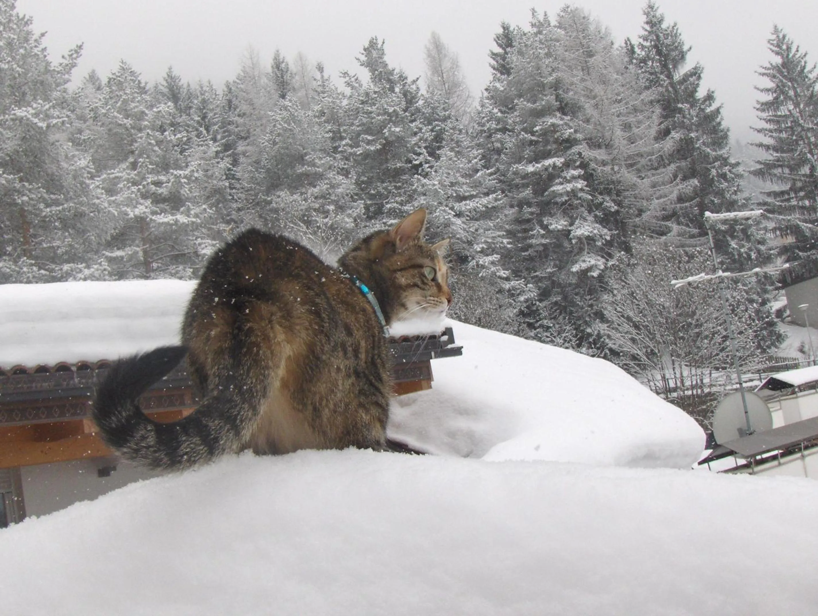 Winter in Alpin-Residence Amadeus