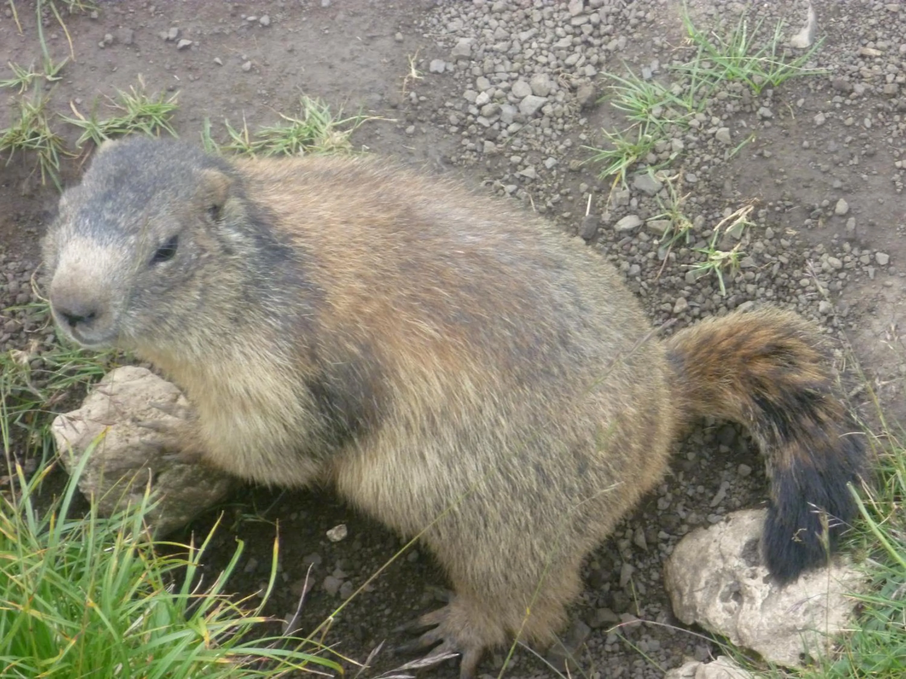 Animals in Garni la Bercia
