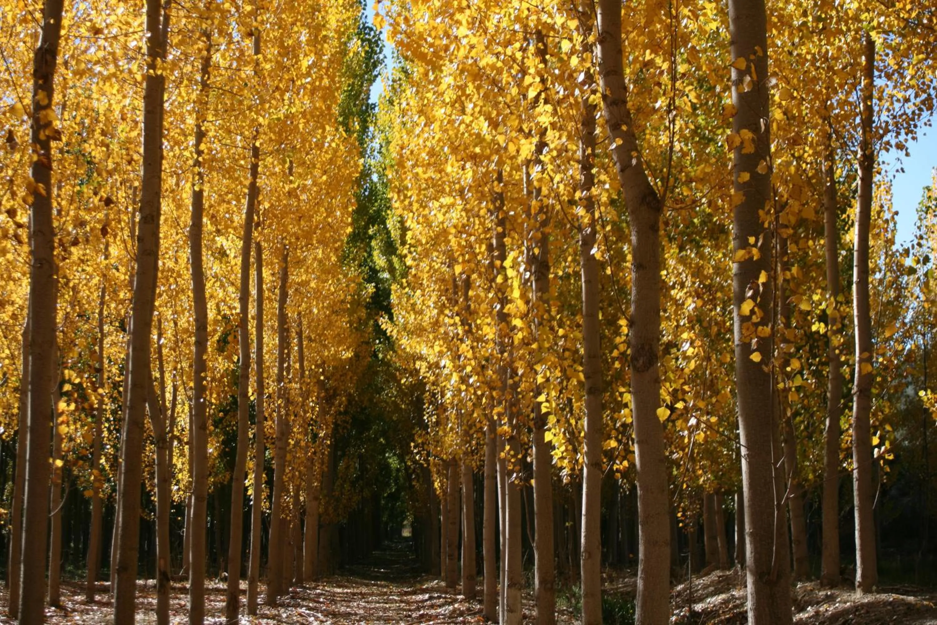 Hotel Ciudad Pozo Alcón