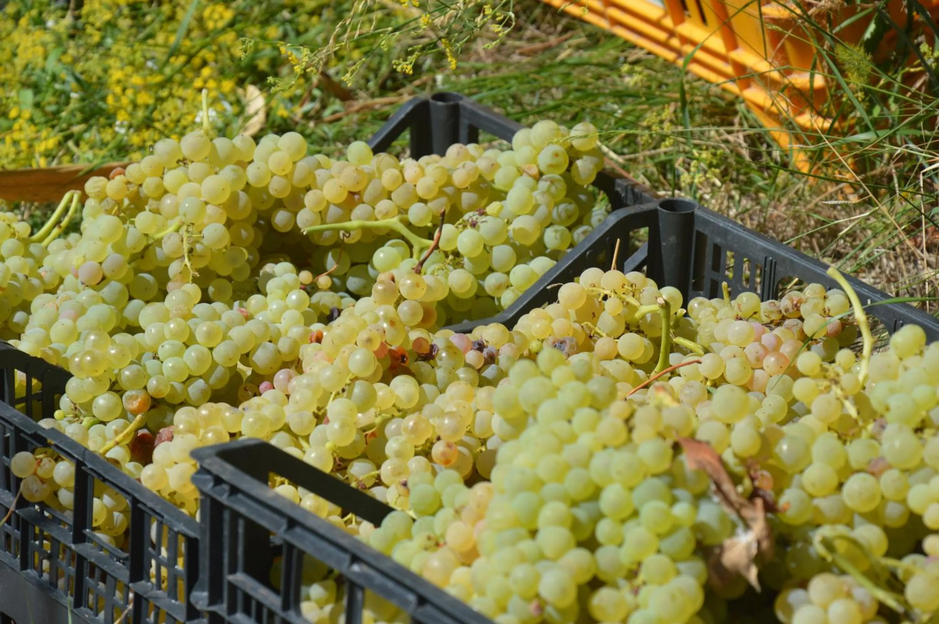 Alcoholic drinks in Hotel Agave e Ginestra