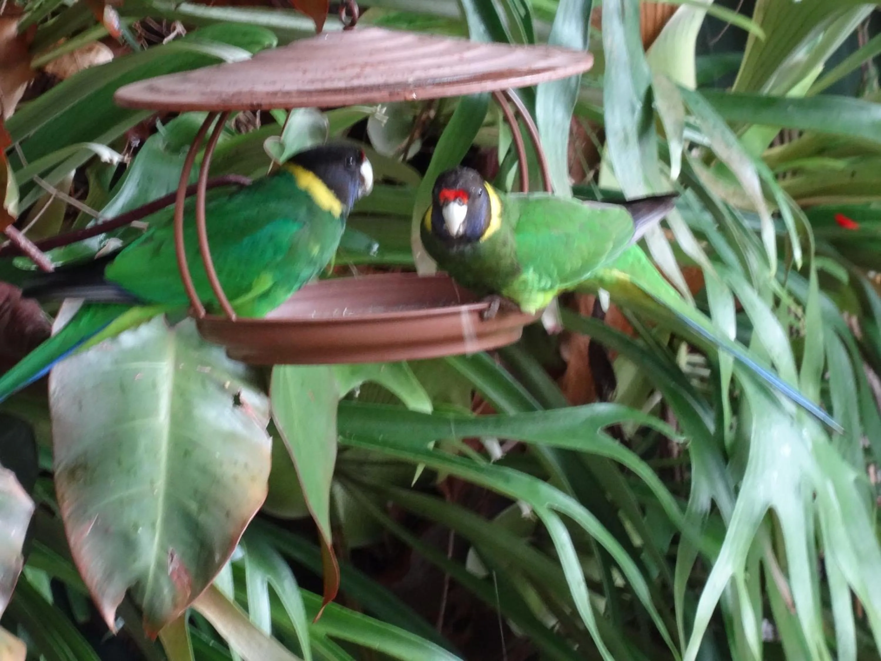 Garden in Edge Of The Forest Motel