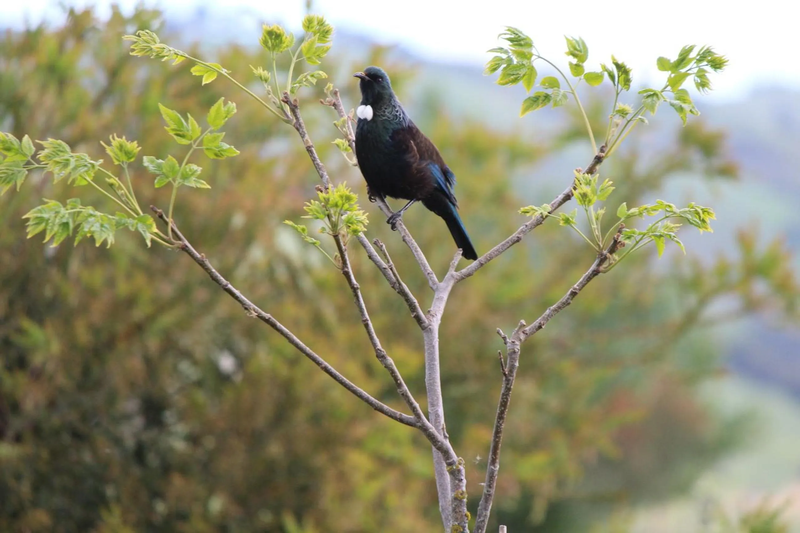 Garden in The Summit Lodge