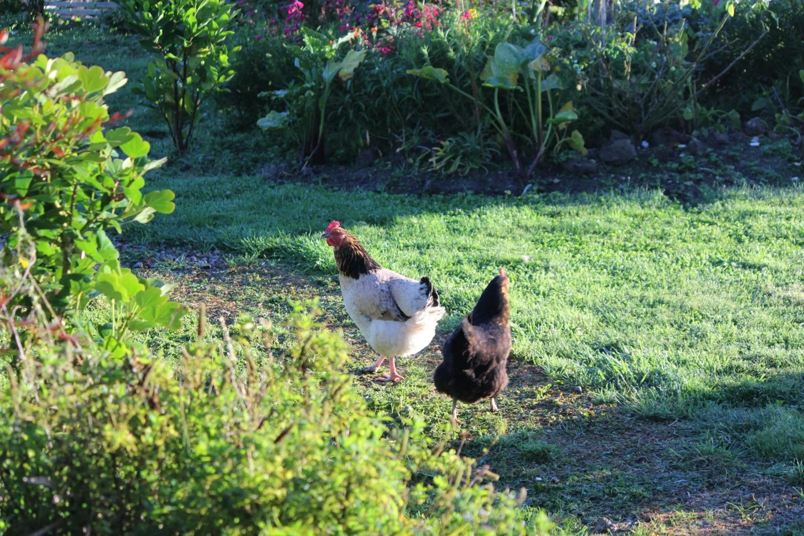 Animals in The Summit Lodge
