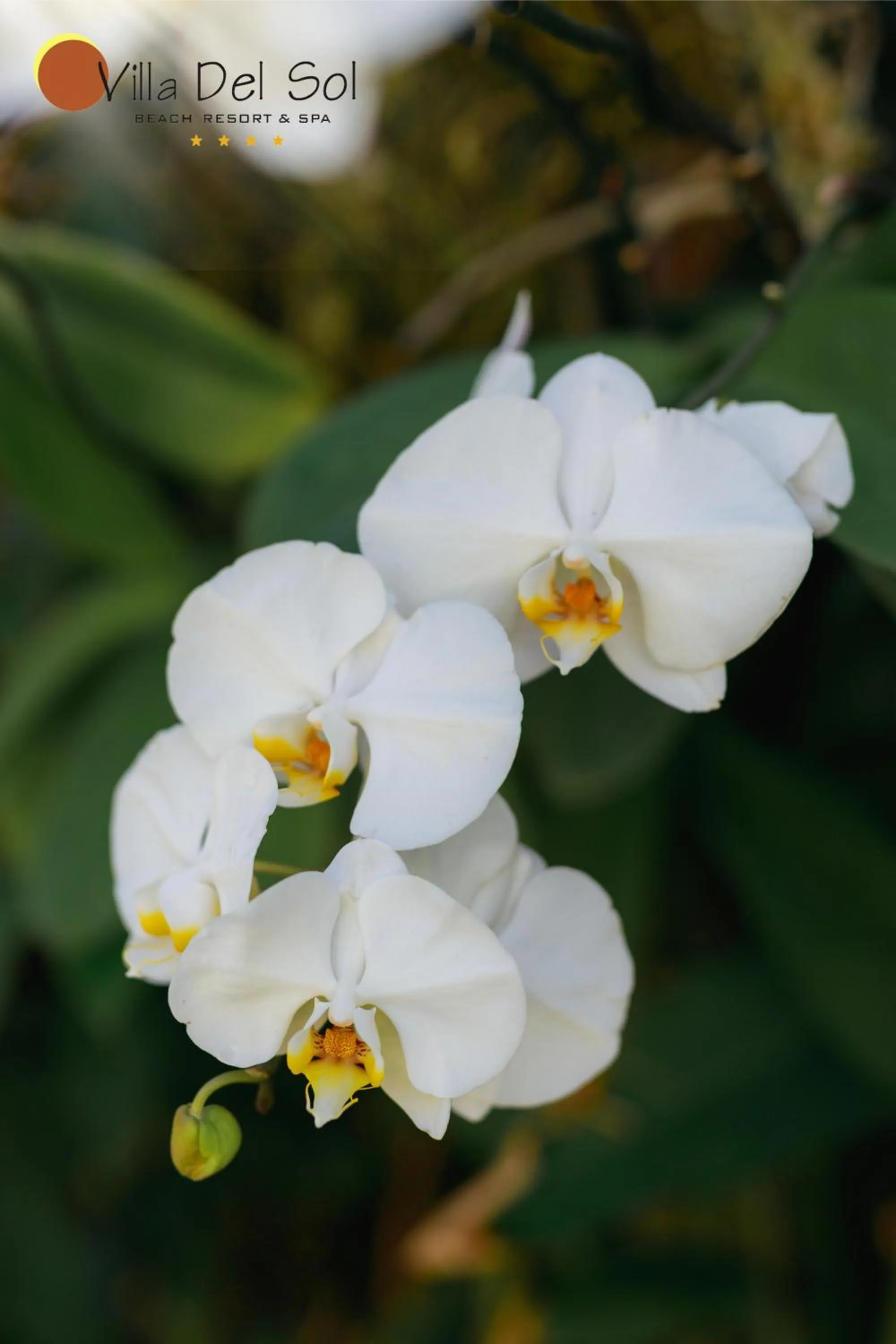 Natural landscape in Villa Del Sol Beach Resort & Spa