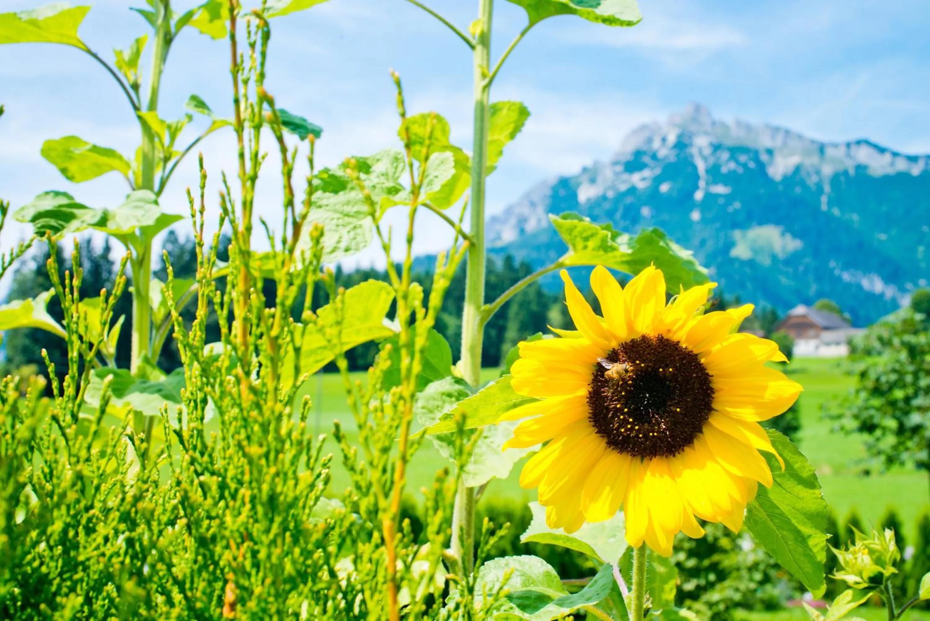 Garden in Landhotel Häuserl im Wald