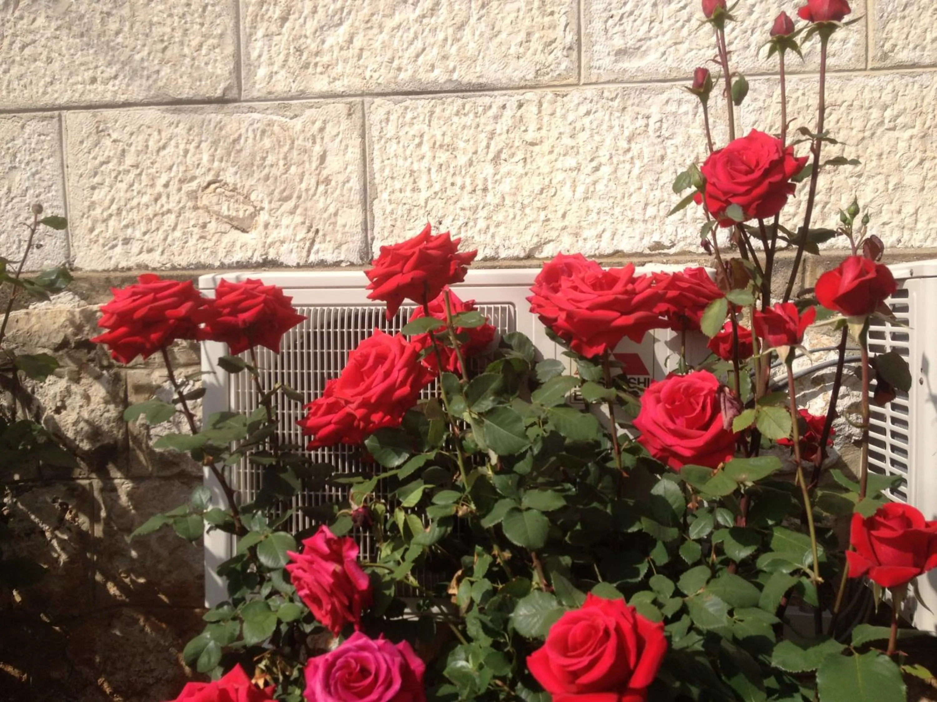 Garden in Apartment Flora