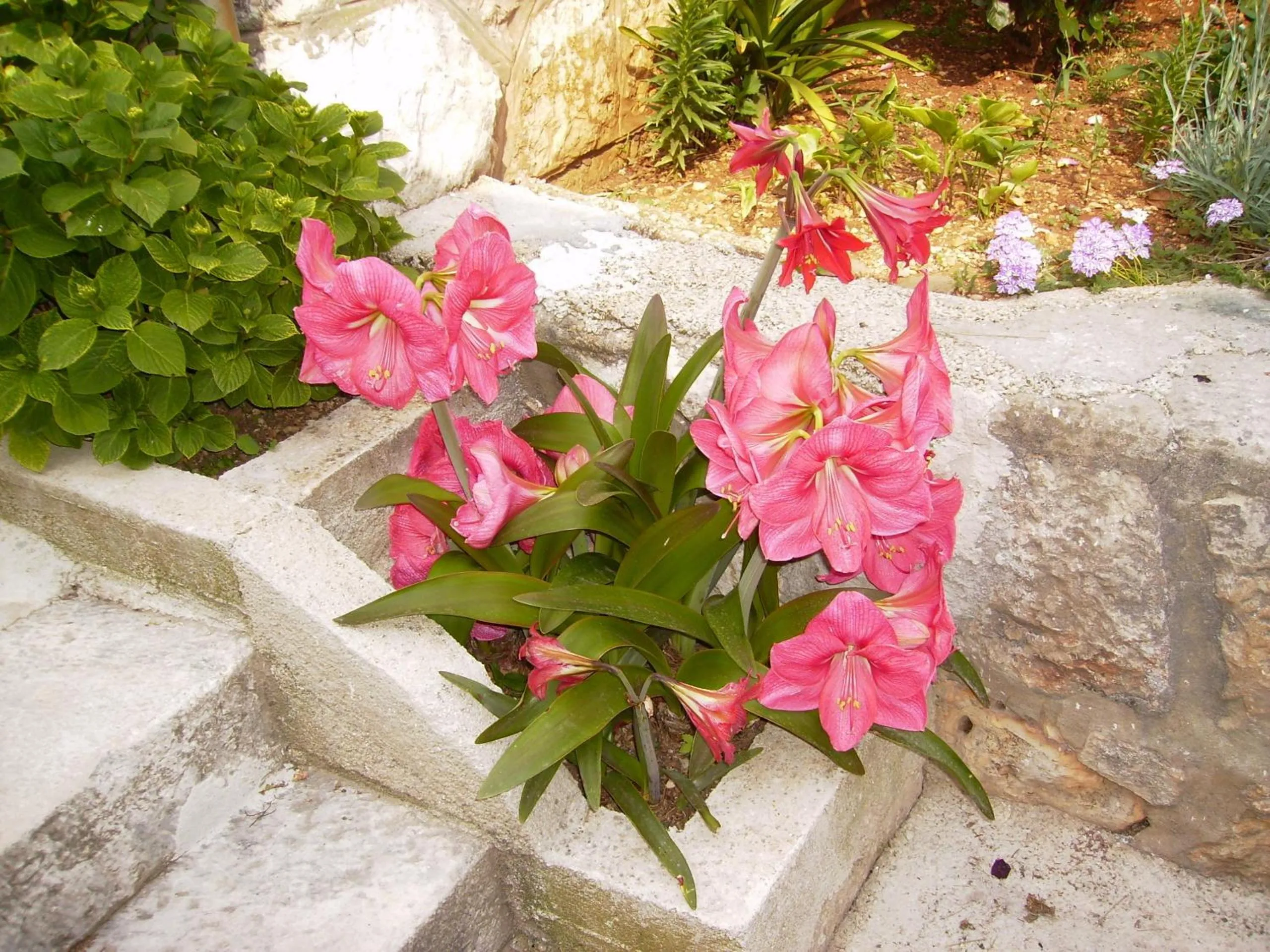 Garden in Apartment Flora