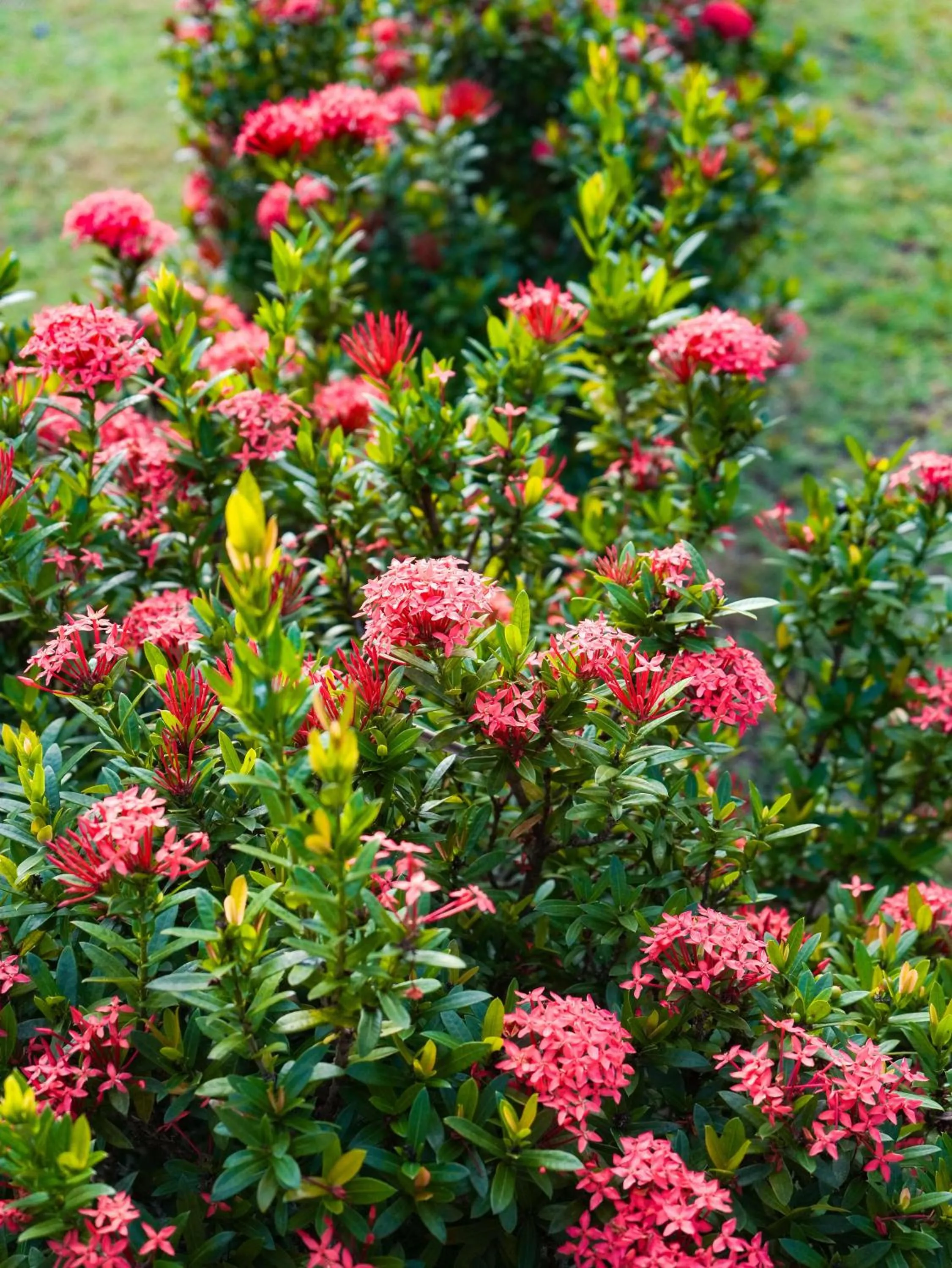 Garden in Impian Inn