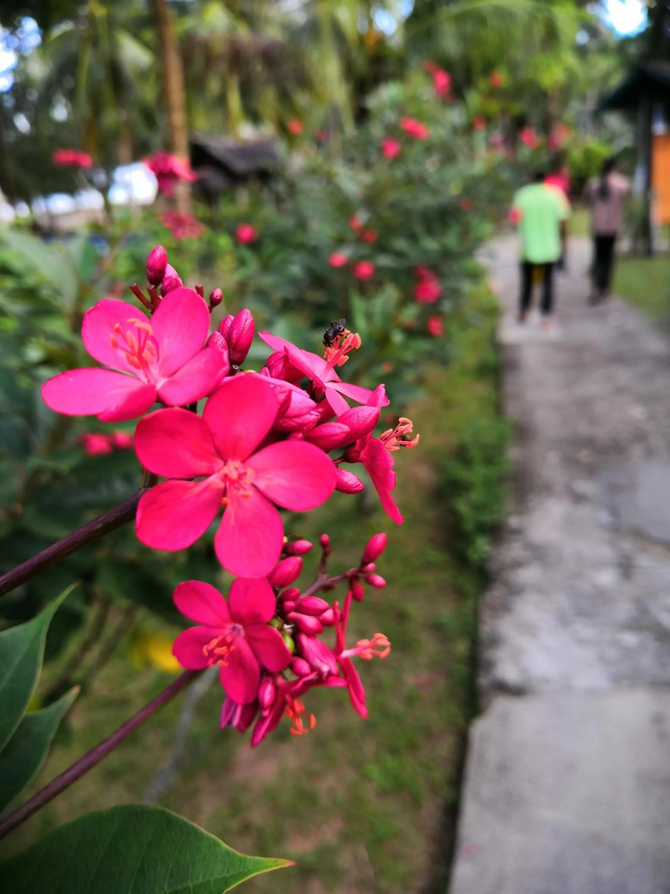 Garden in Impian Inn