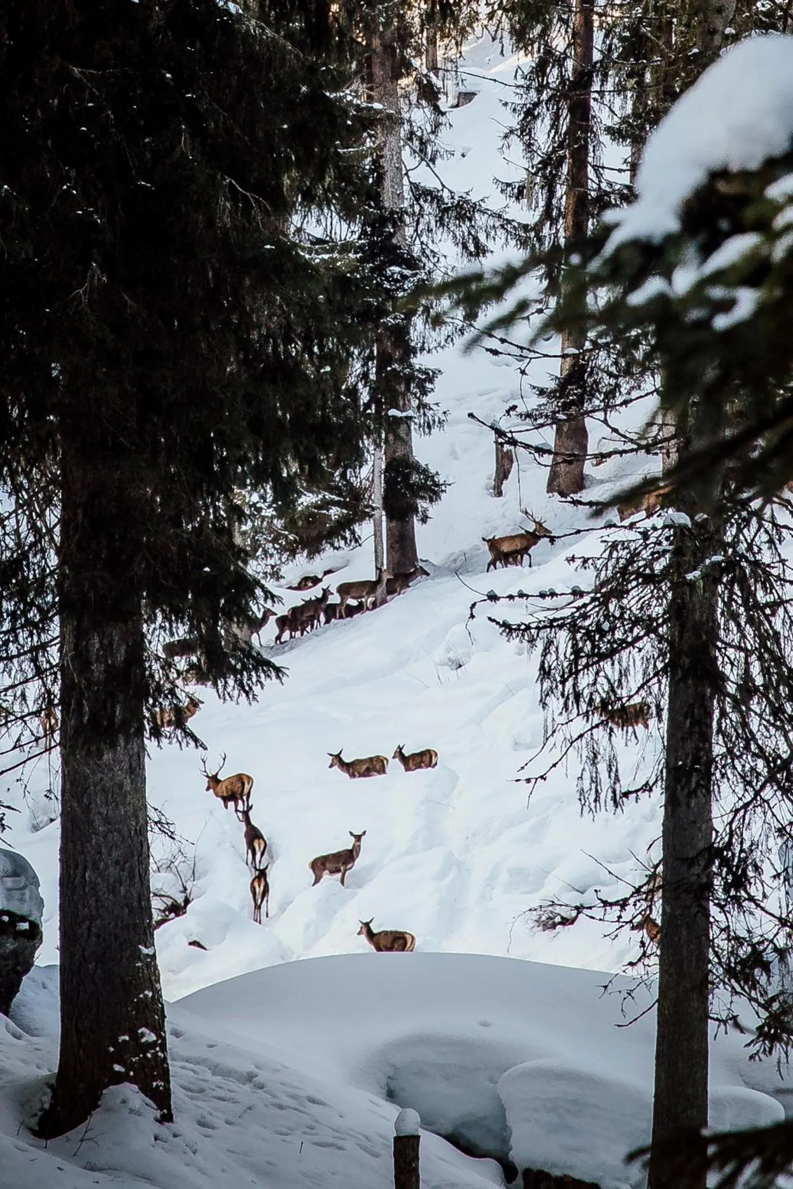 Natural landscape in Valluga Hotel
