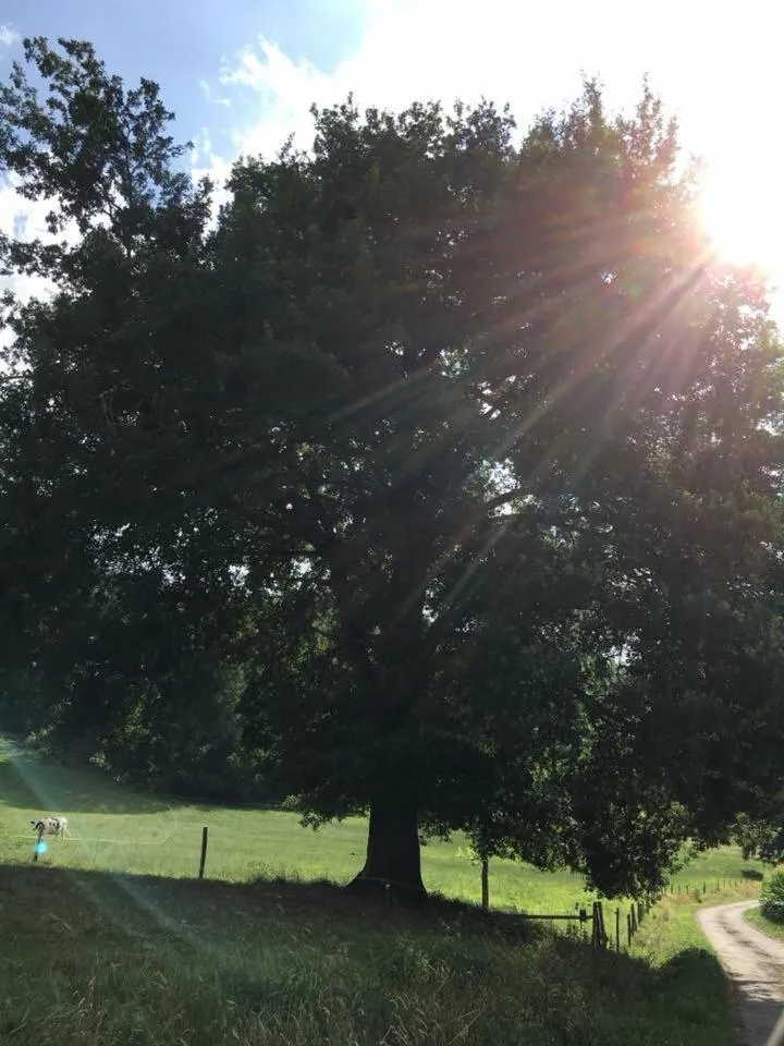 Natural landscape in Gîte:"sur le chemin"