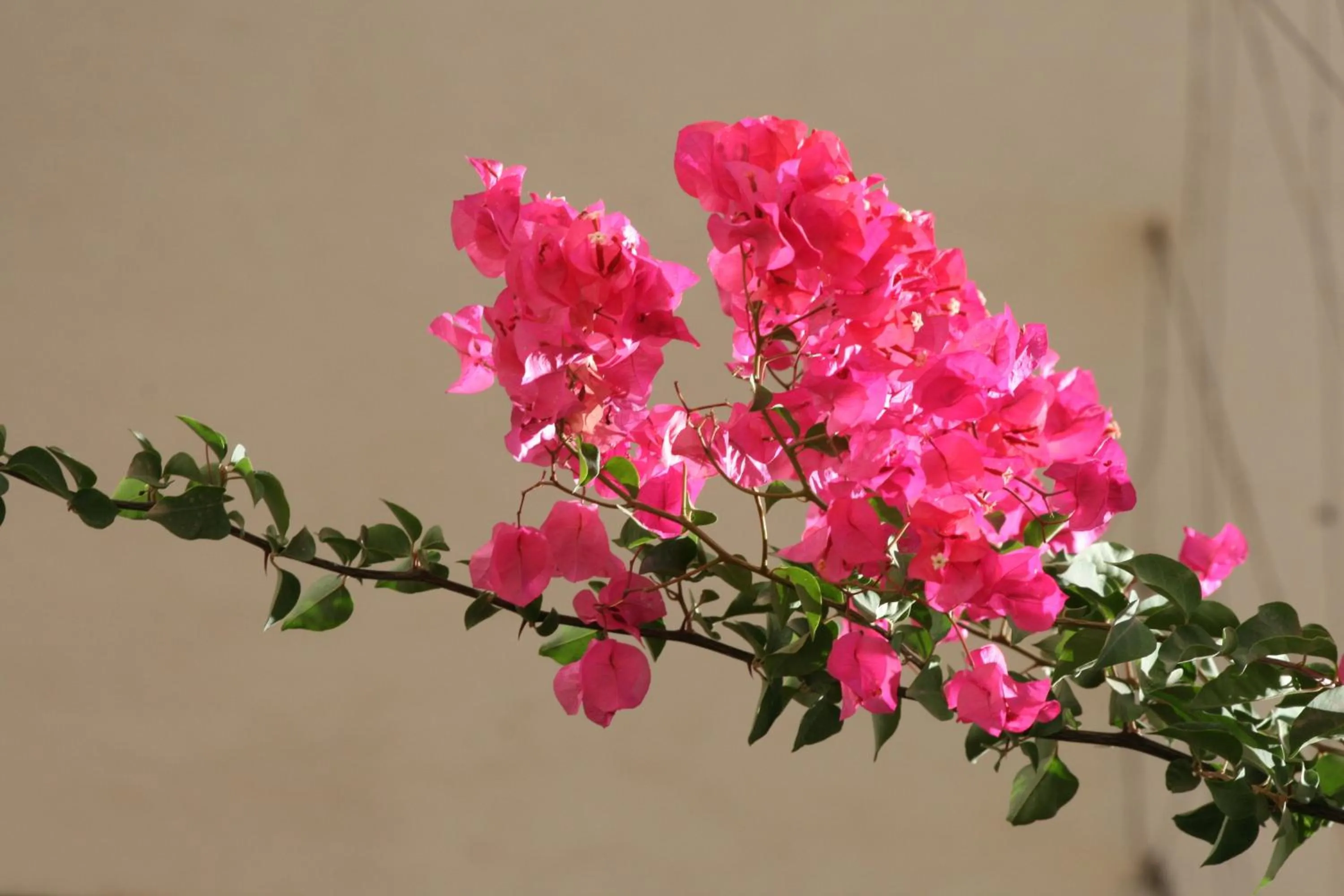 Spring in Hotel Palladion