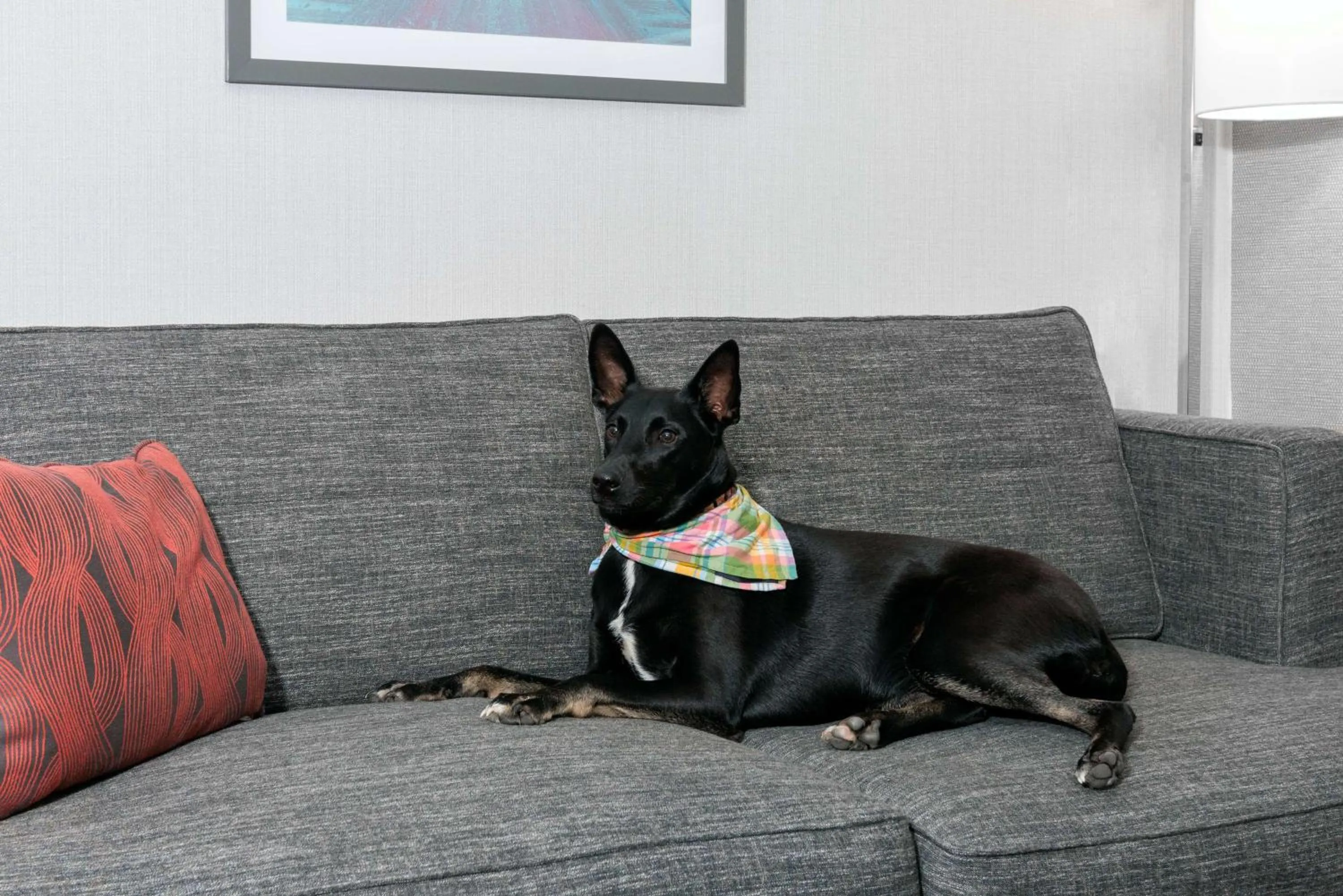 Photo of the whole room in Hampton Inn Boston Bedford Burlington