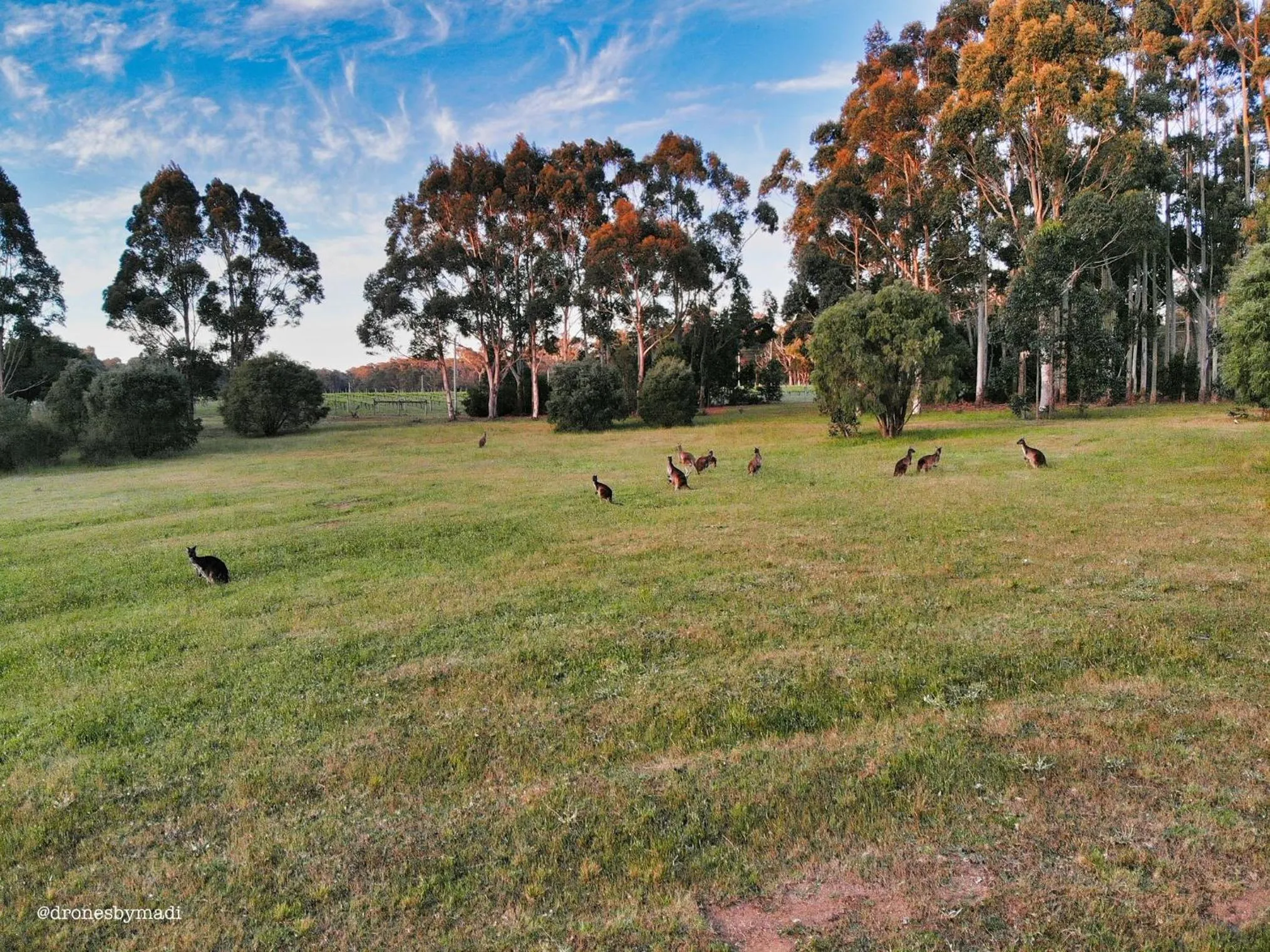 Natural landscape in Harmony Forest Cottages & Lake side Lodge