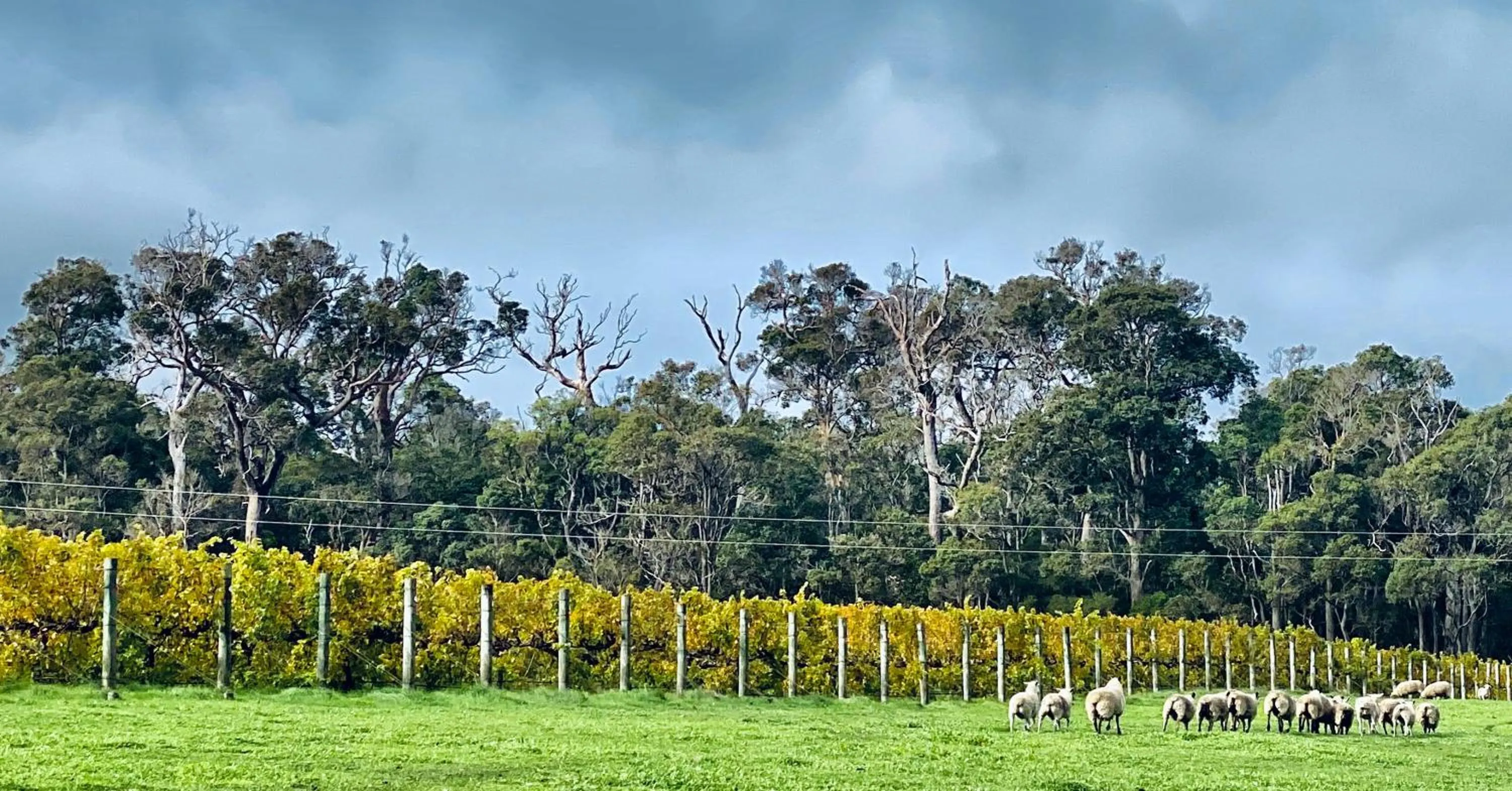 Harmony Forest Cottages & Lake side Lodge