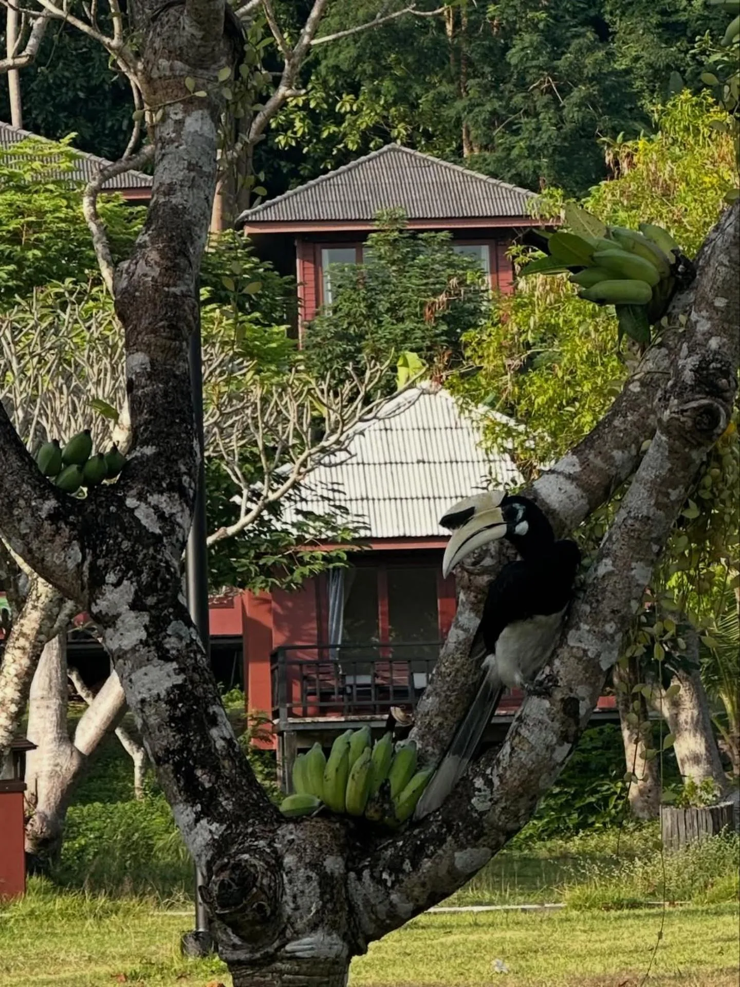 Natural landscape in Thanya Beach Resort - SHA Plus