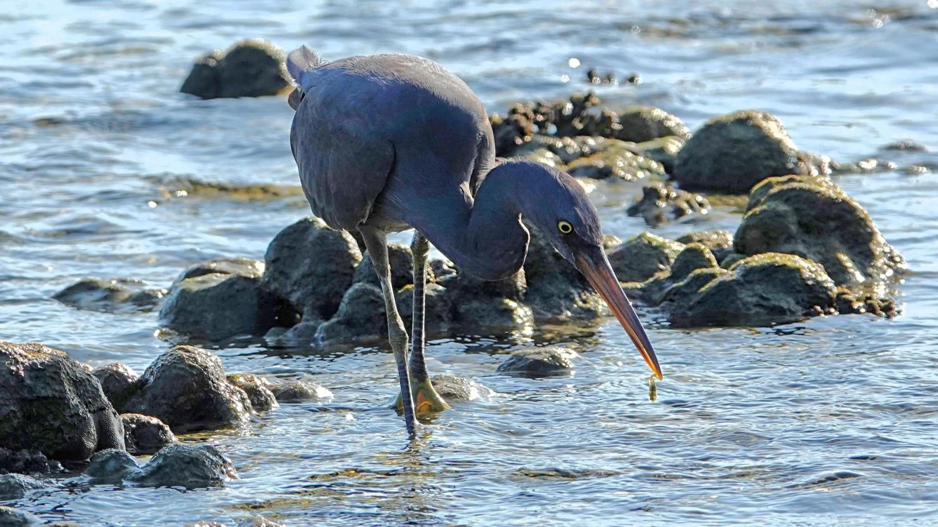 Animals in Thanya Beach Resort - SHA Plus