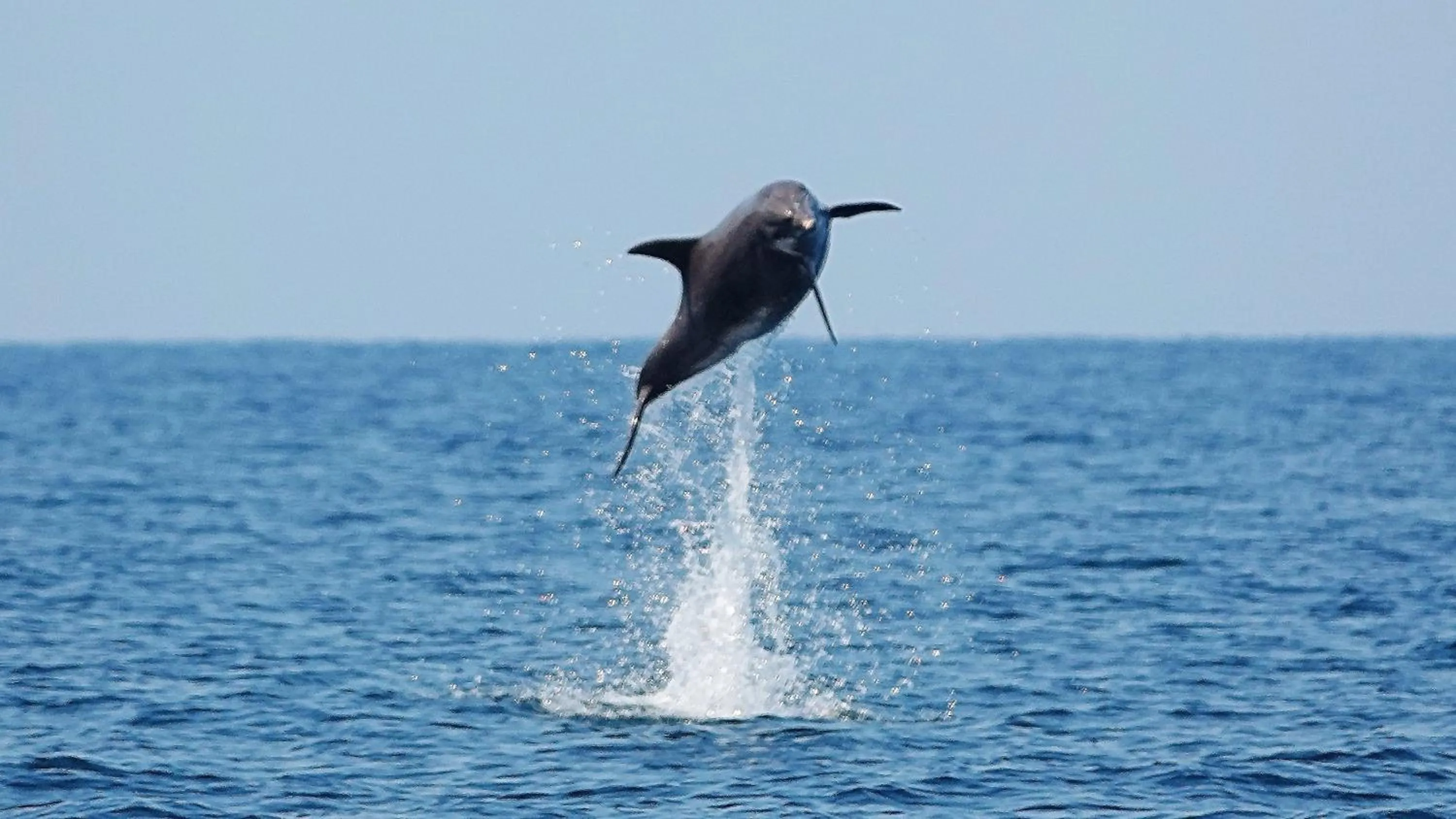 Animals in Thanya Beach Resort - SHA Plus