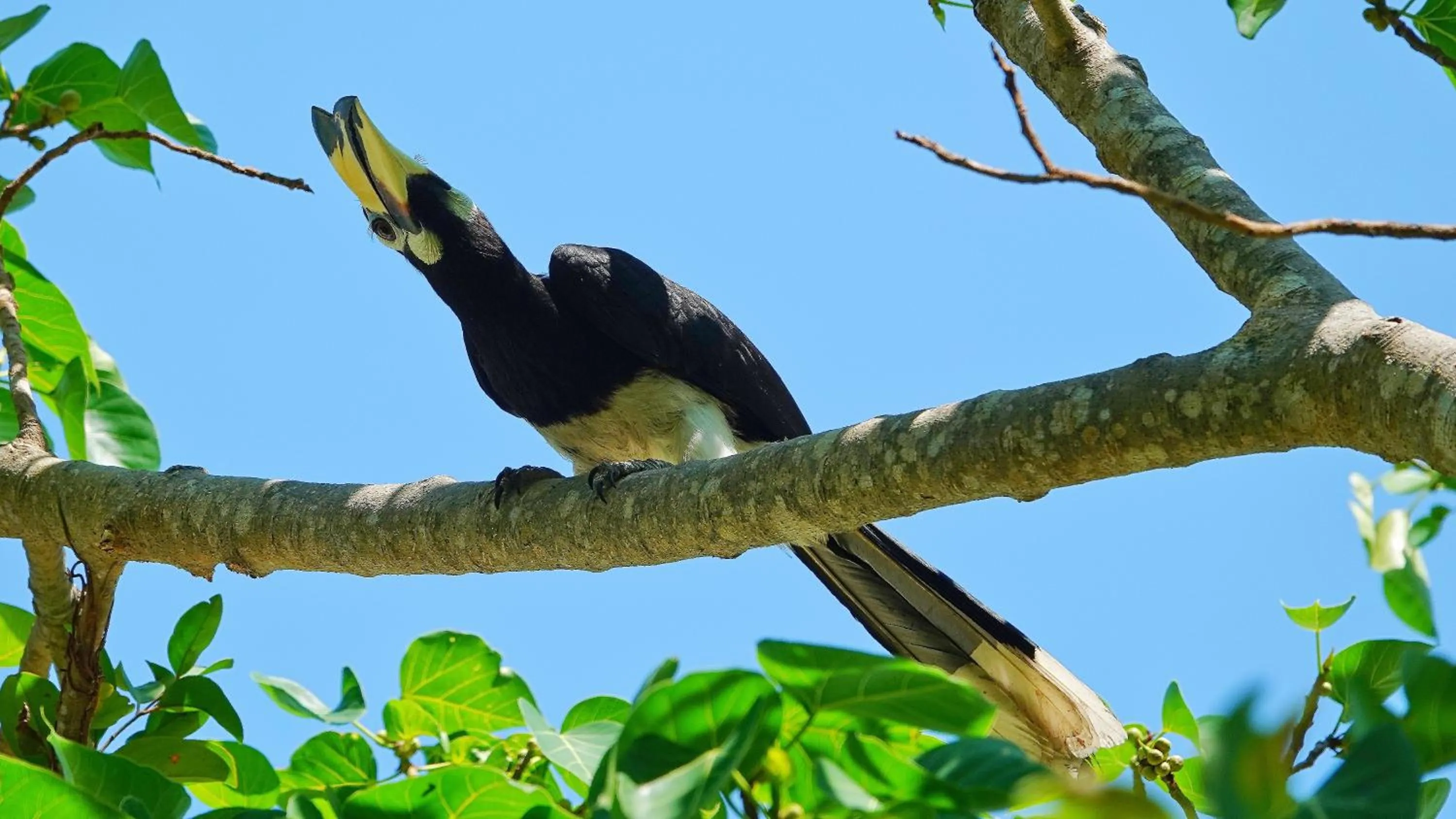 Animals in Thanya Beach Resort - SHA Plus