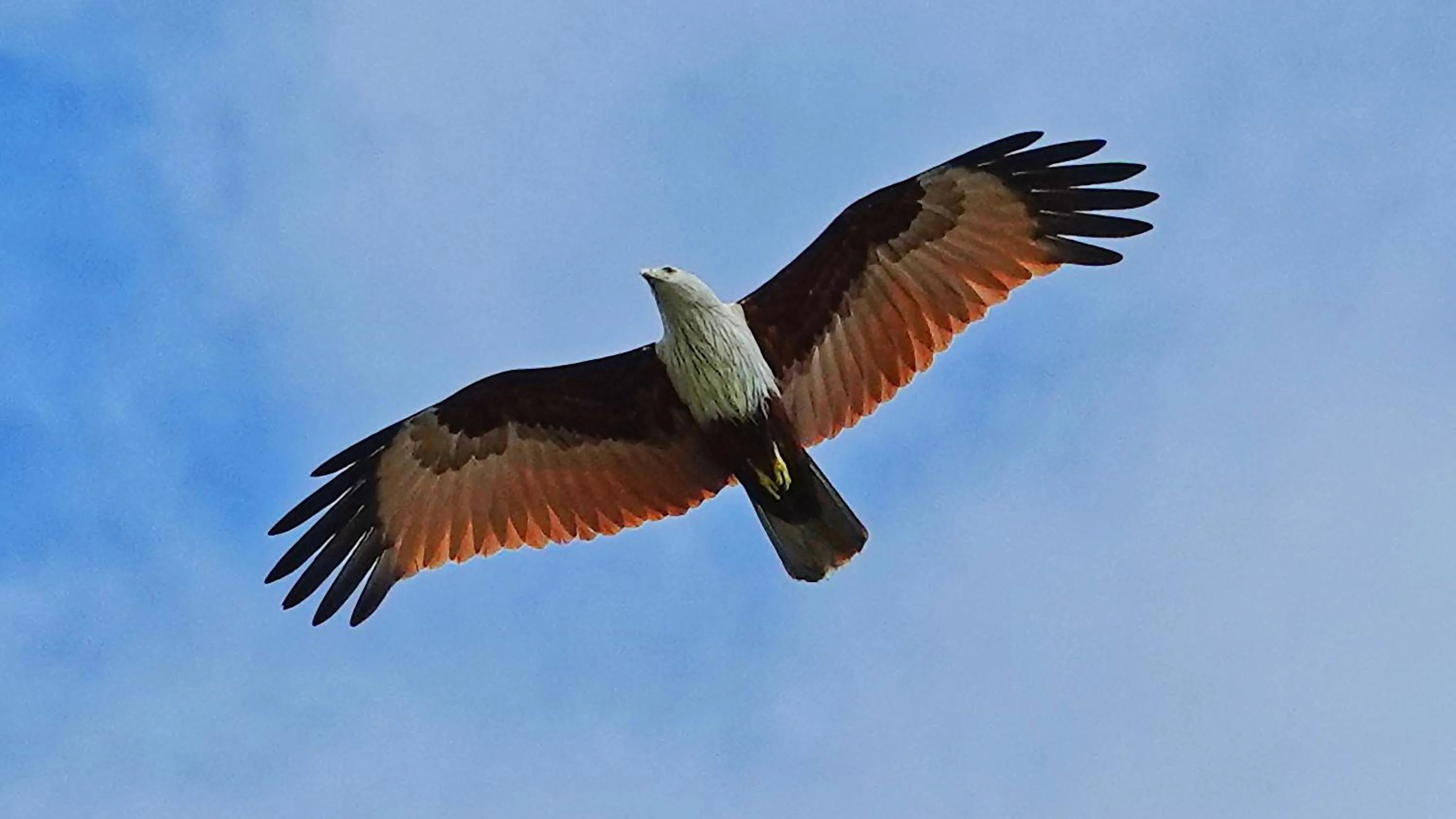 Animals in Thanya Beach Resort - SHA Plus