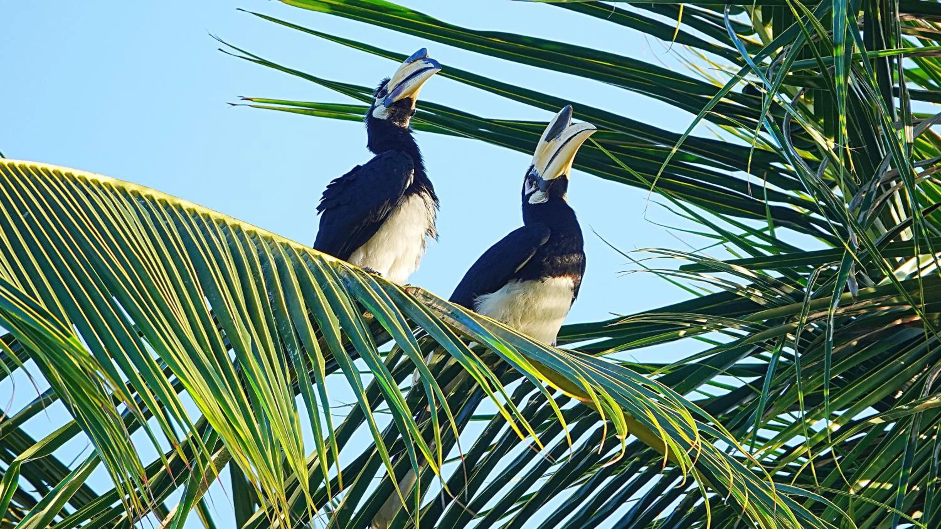 Animals in Thanya Beach Resort - SHA Plus