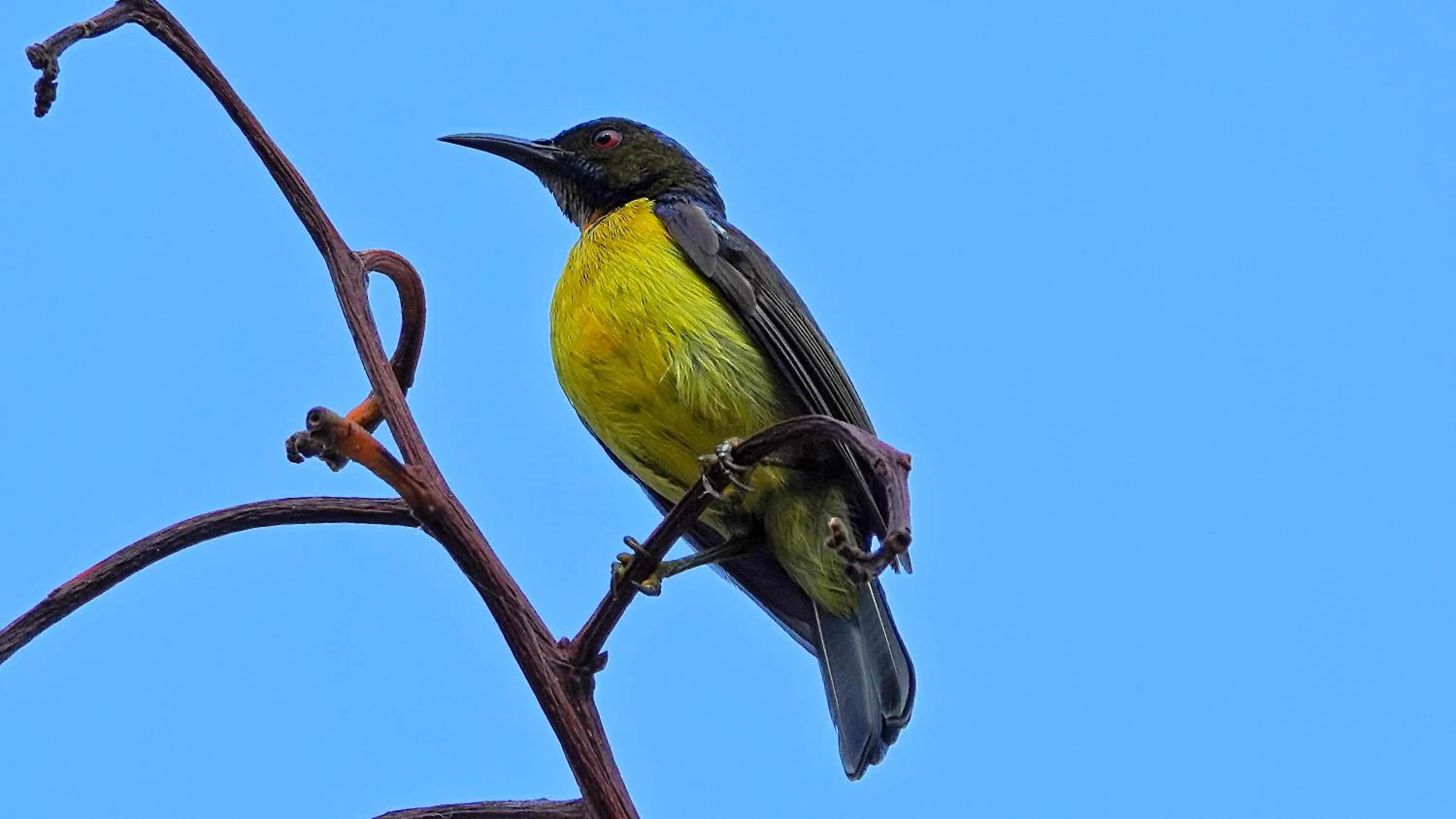 Animals in Thanya Beach Resort - SHA Plus