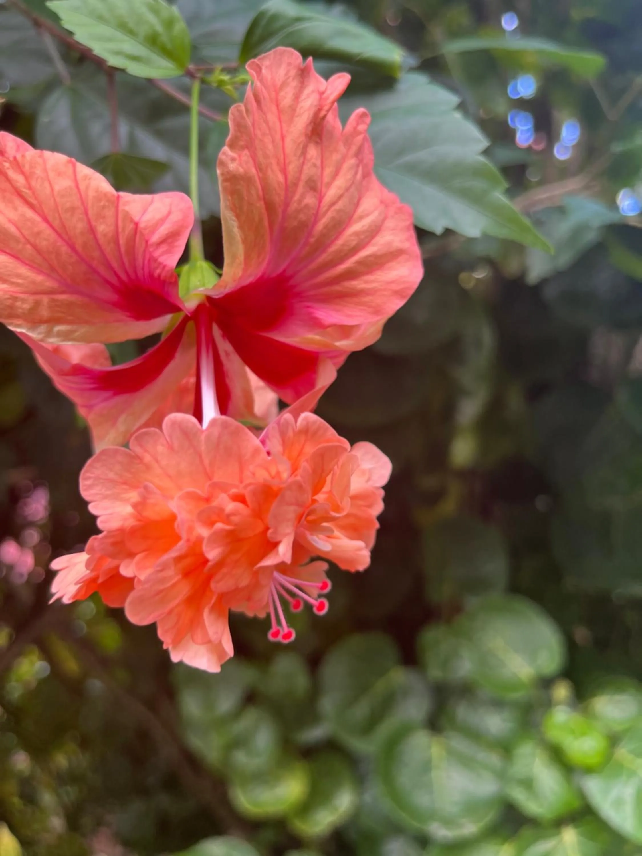 Spring in Kanasuk Self catering Apartments