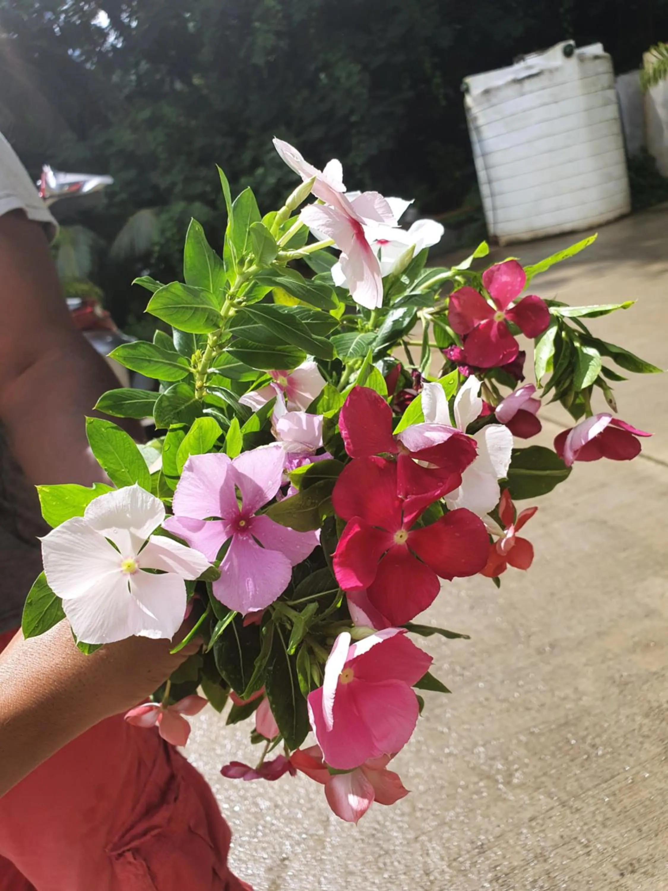 Garden in Kanasuk Self catering Apartments