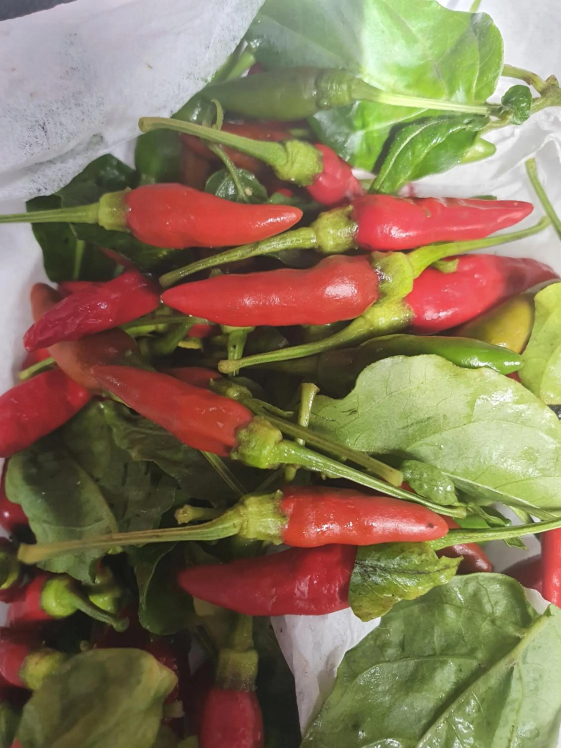 Garden in Kanasuk Self catering Apartments