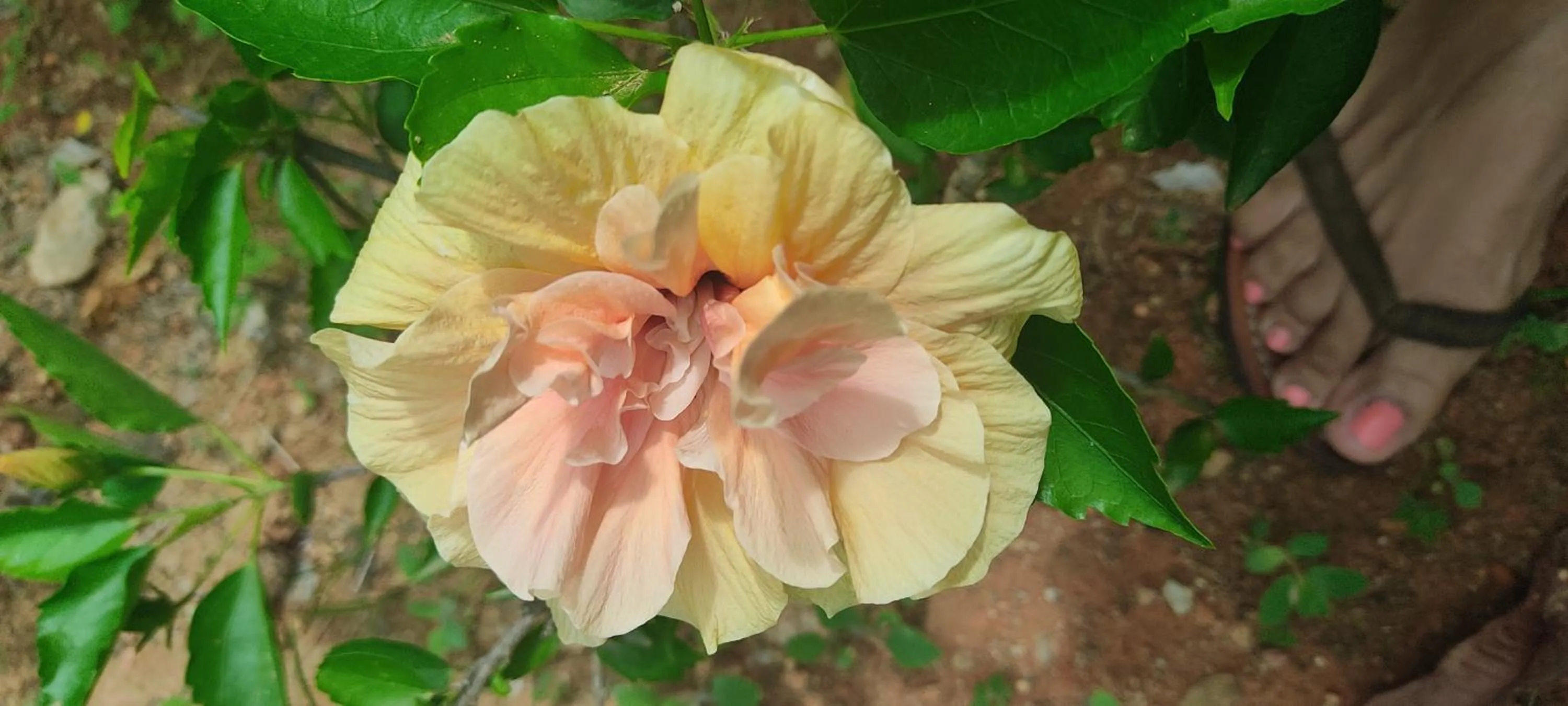 Garden in Kanasuk Self catering Apartments