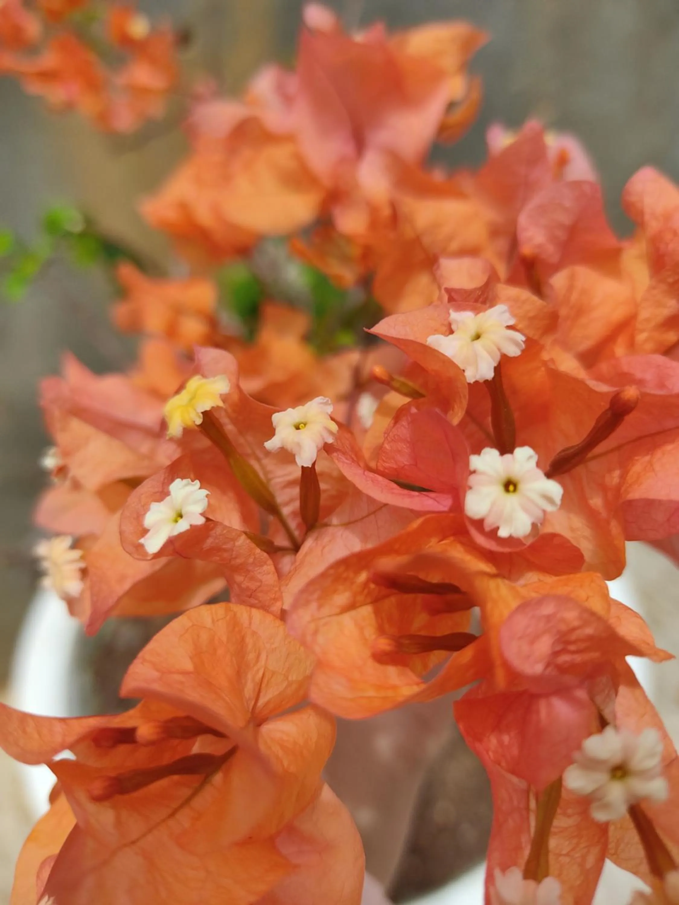 Garden in Kanasuk Self catering Apartments