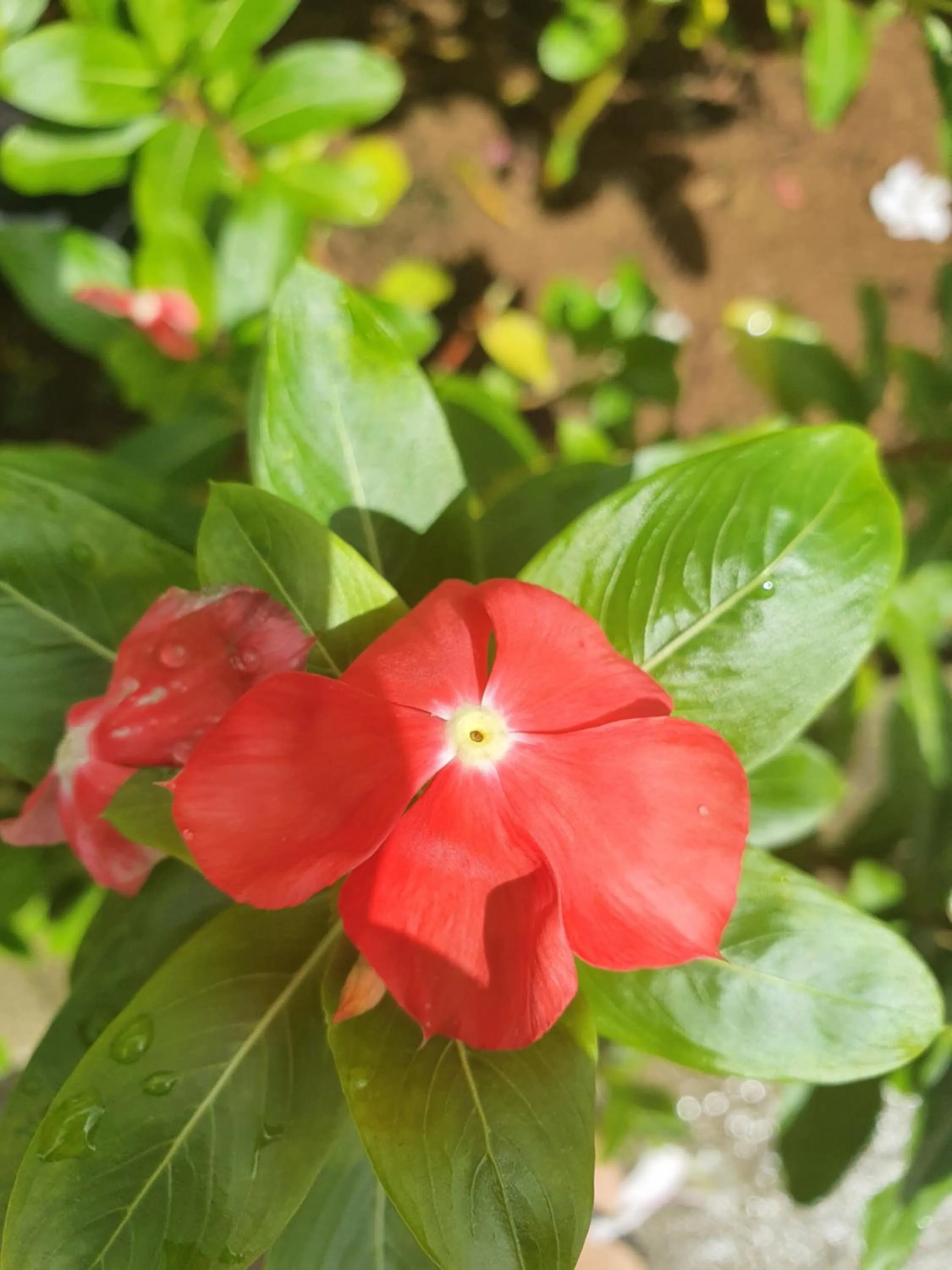 Garden in Kanasuk Self catering Apartments