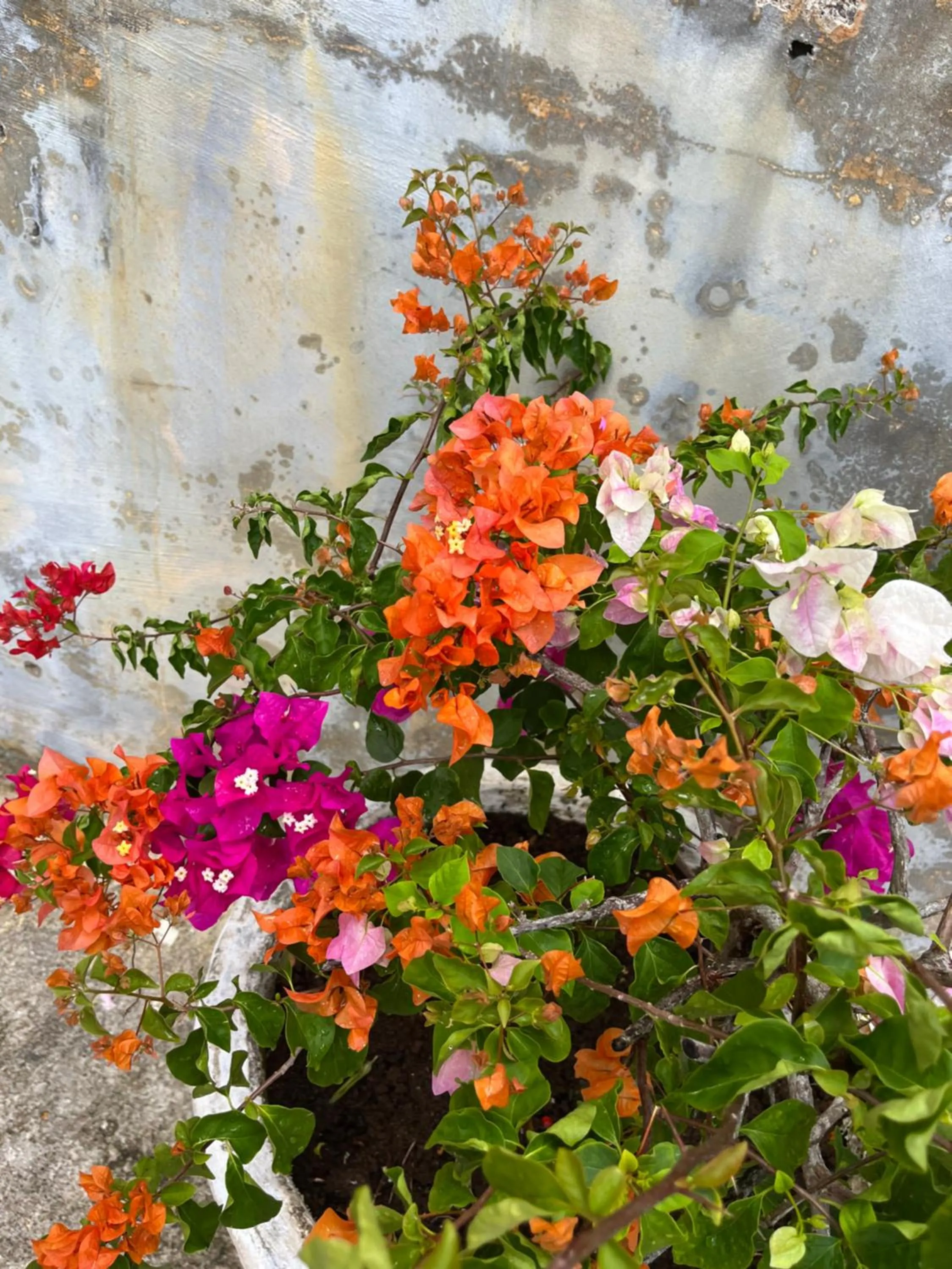 Spring in Kanasuk Self catering Apartments