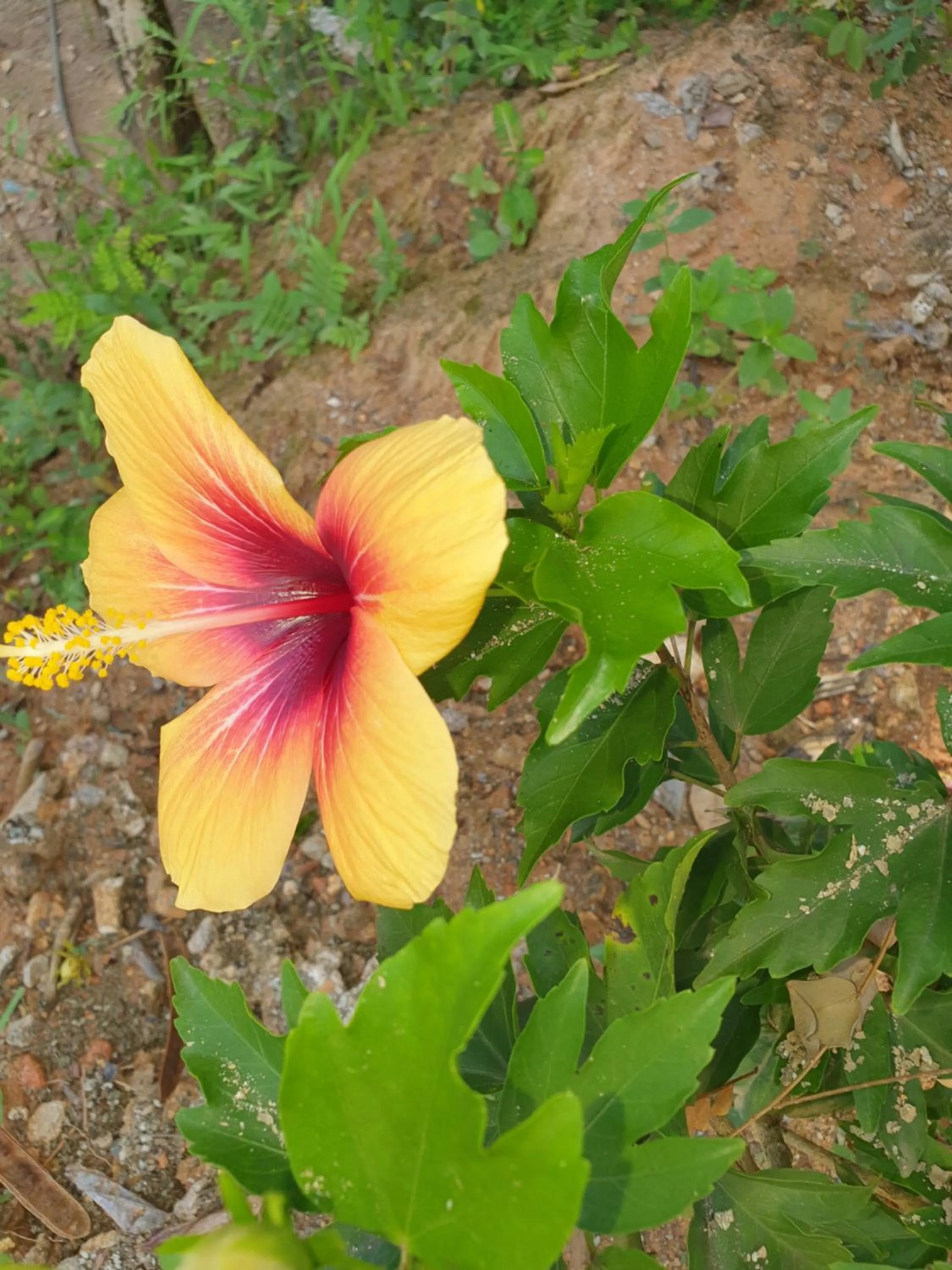 Garden in Kanasuk Self catering Apartments