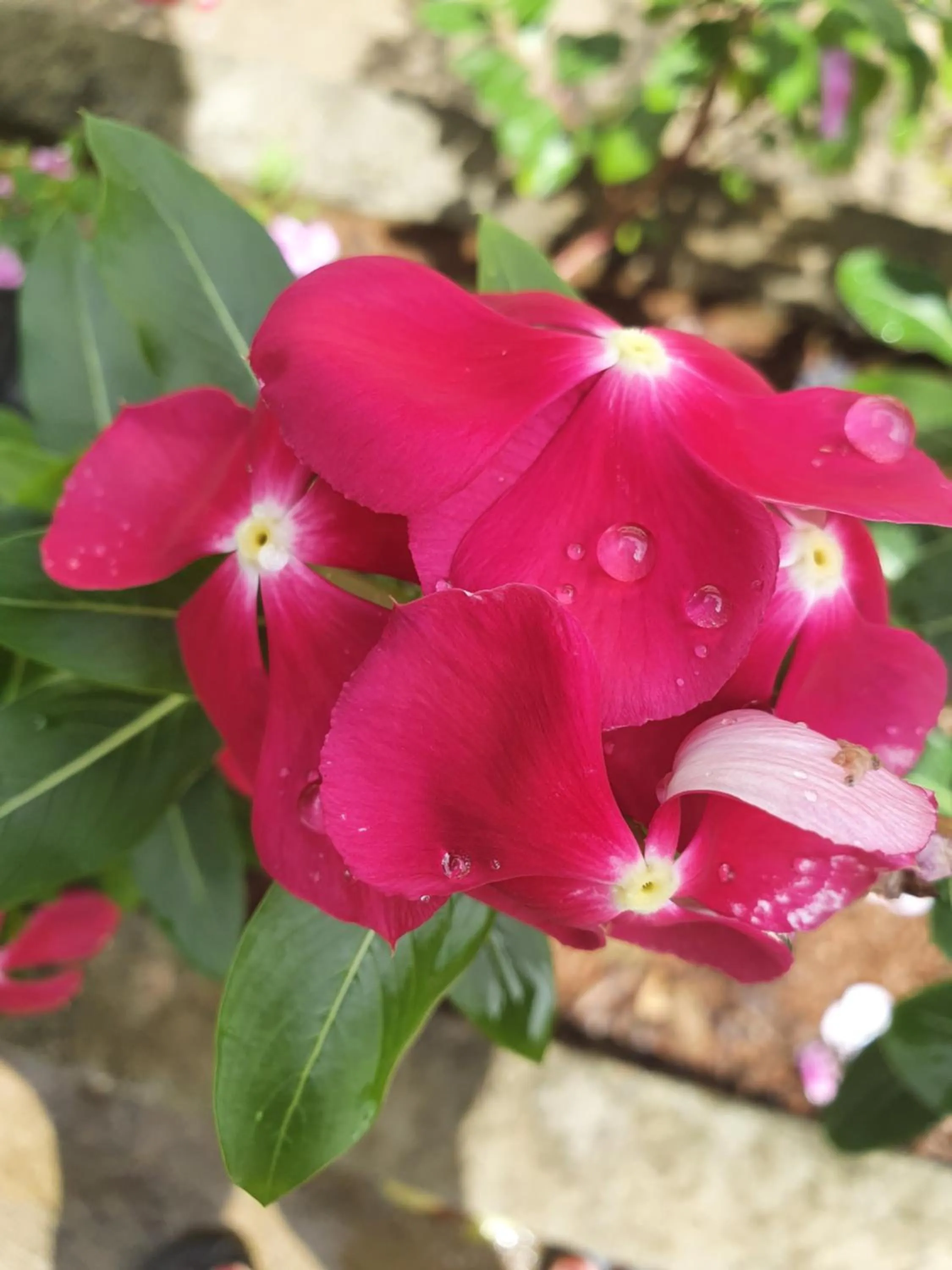 Garden in Kanasuk Self catering Apartments