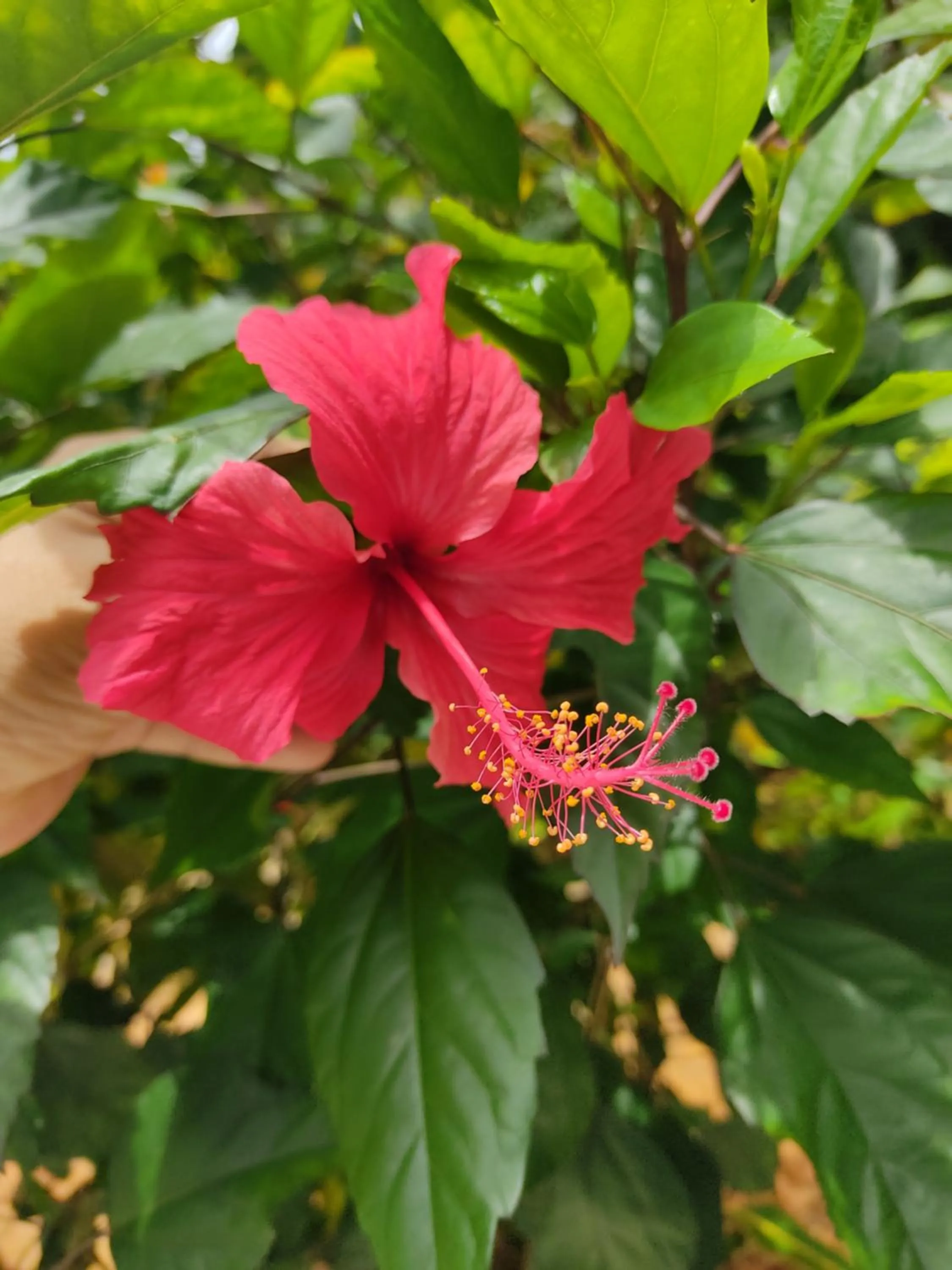 Garden in Kanasuk Self catering Apartments