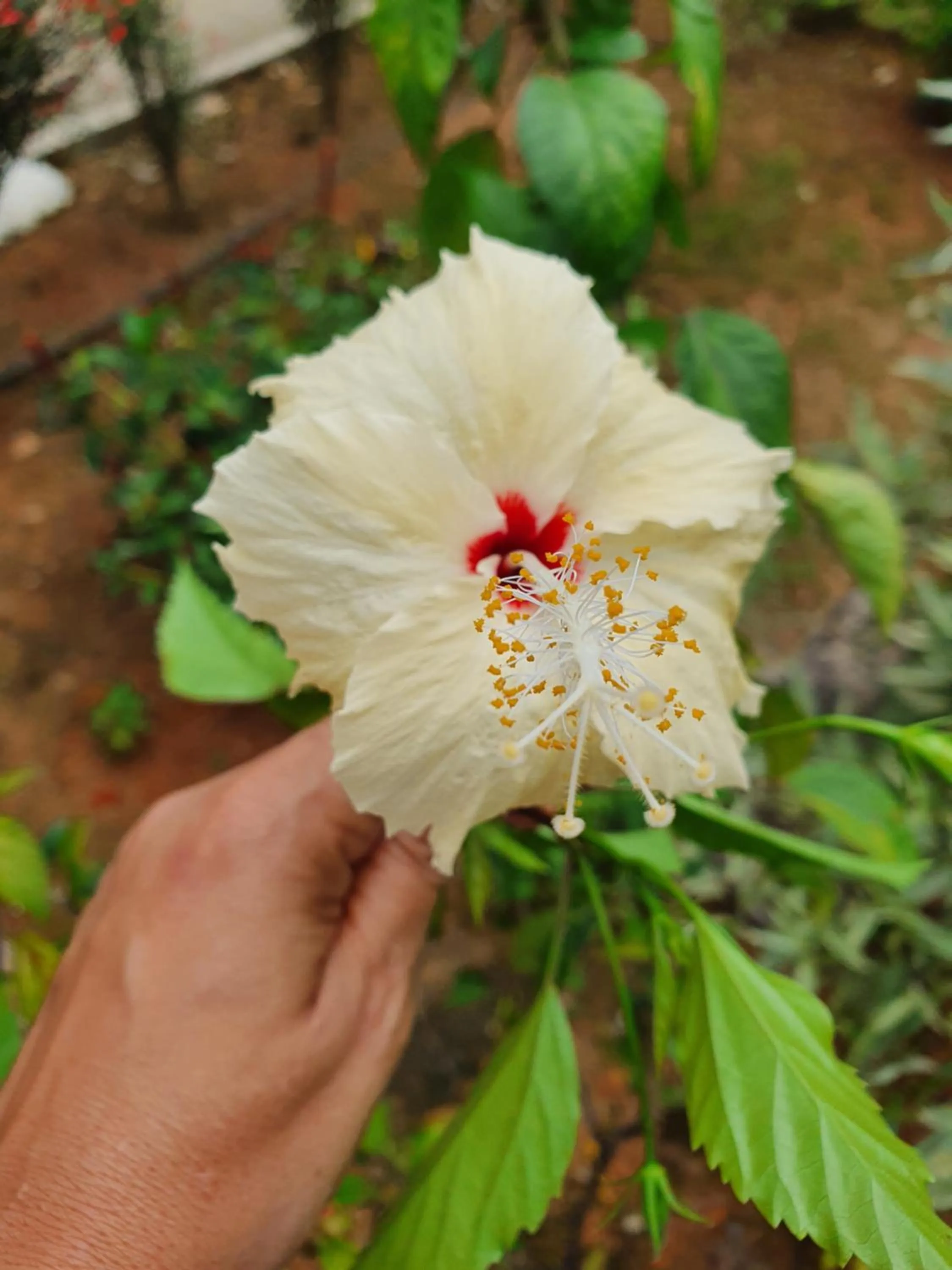 Garden in Kanasuk Self catering Apartments